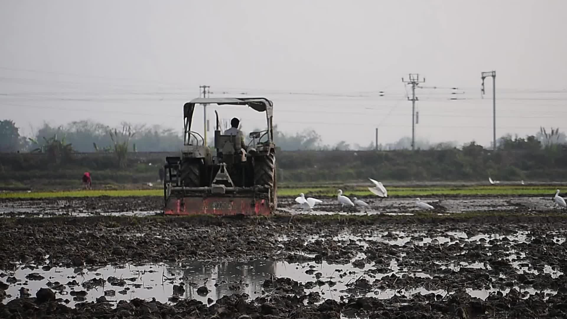 Rice paddy field in India