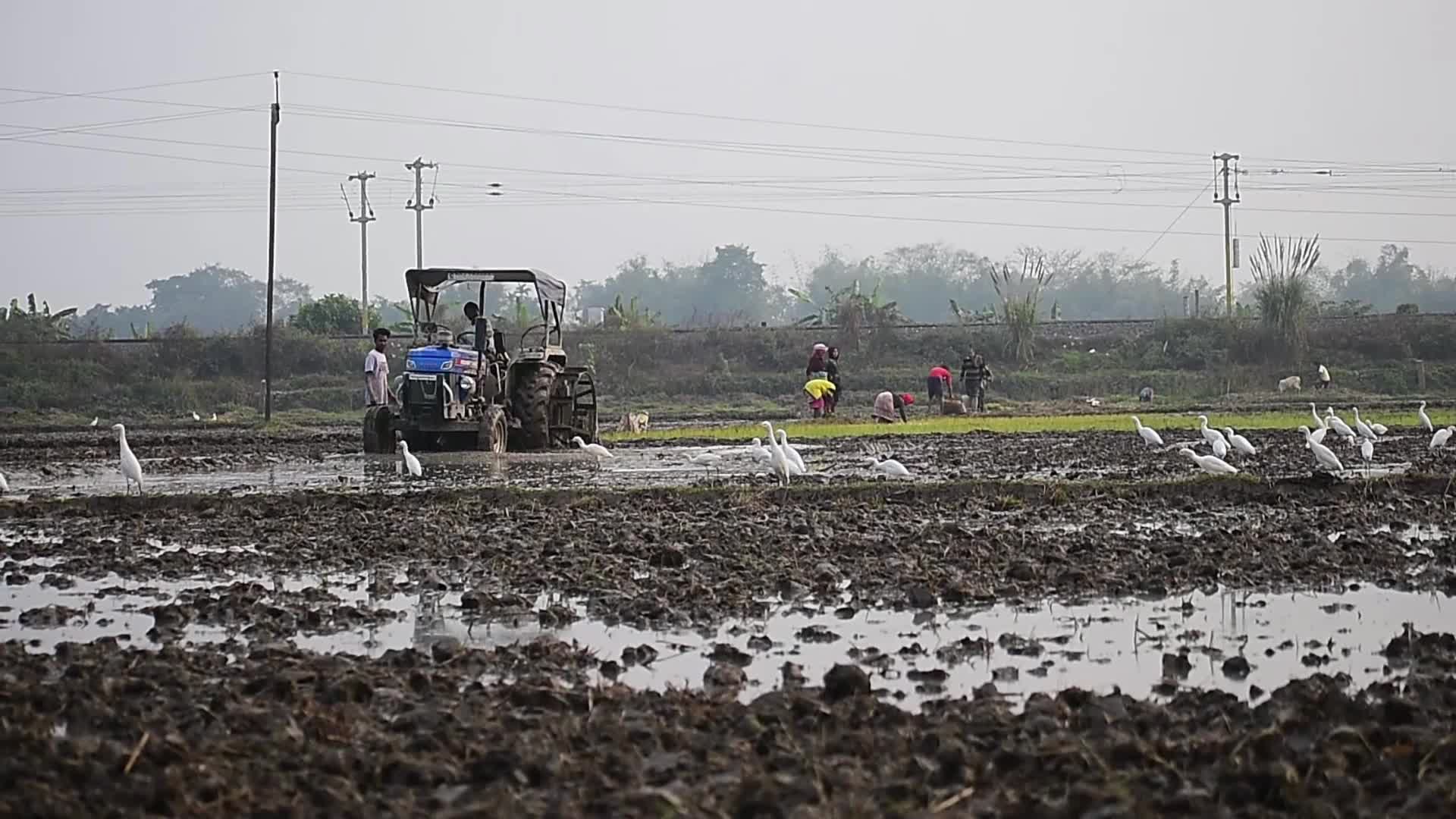 Rice paddy field in India
