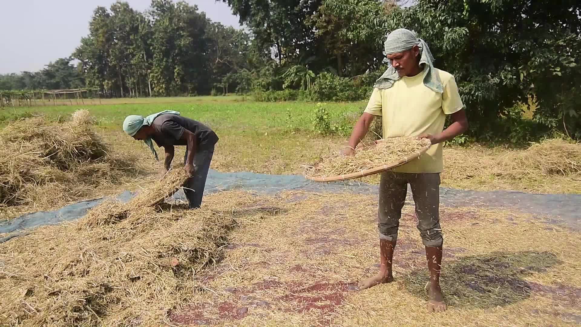 Mustard Harvest In India