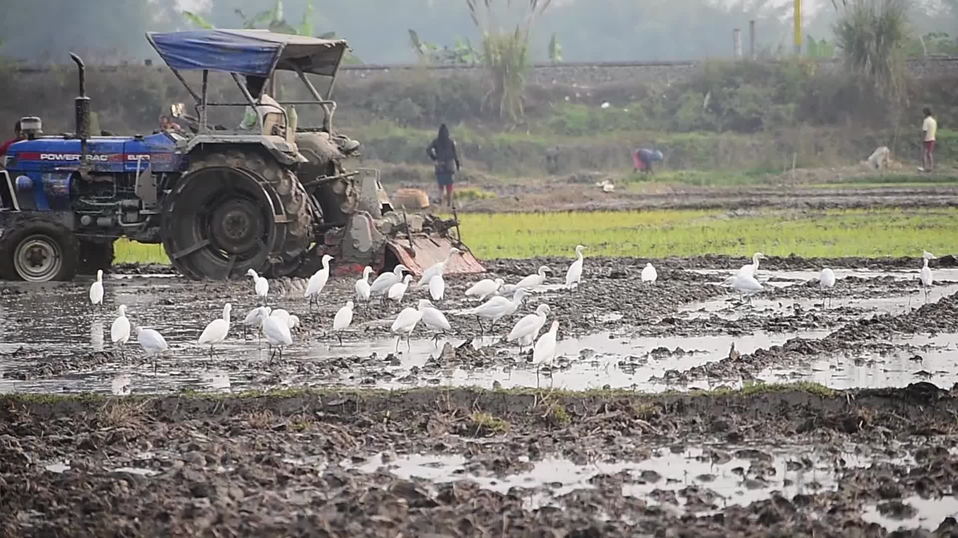 Rice paddy field in India