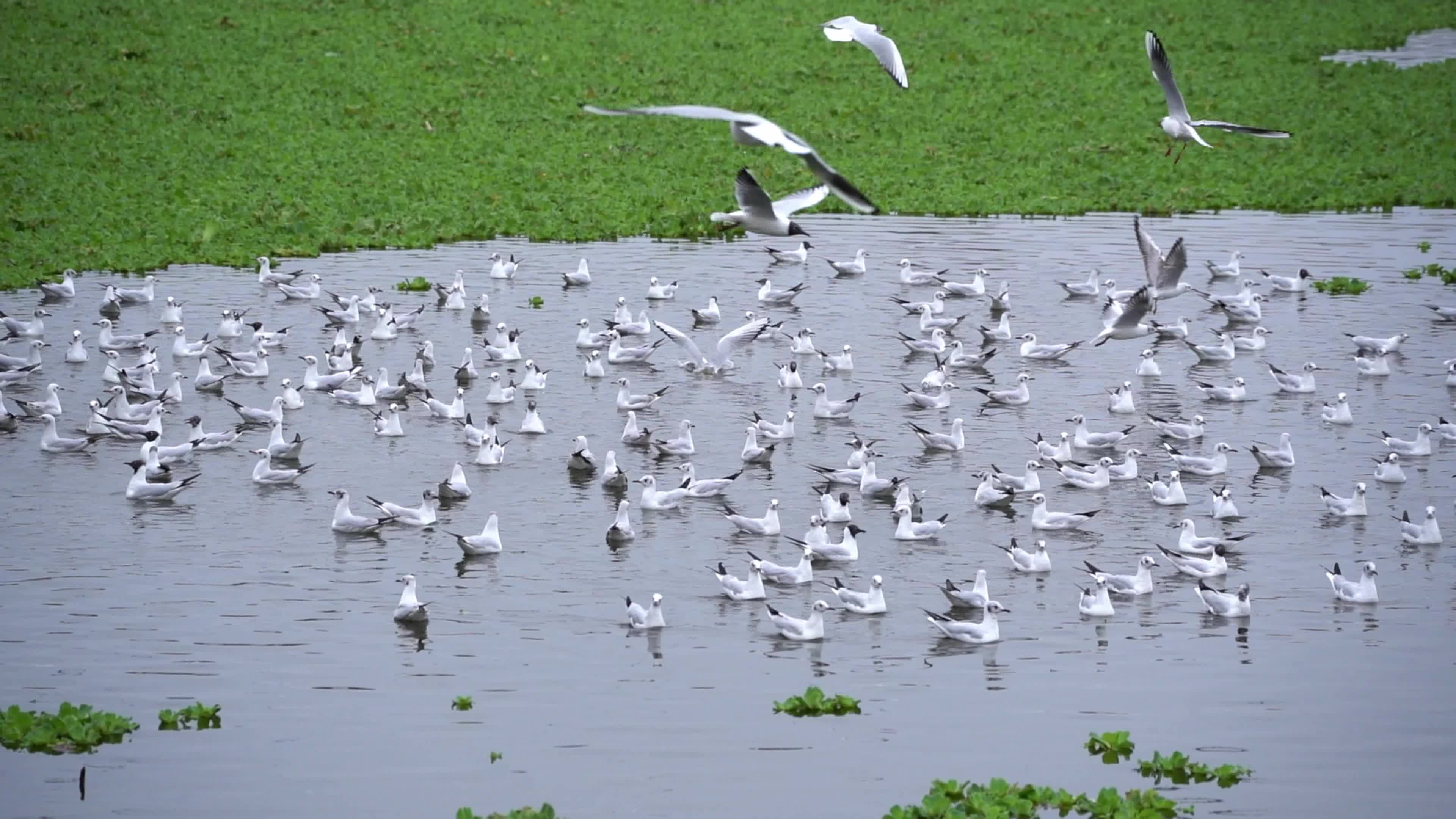 Seagulls in India