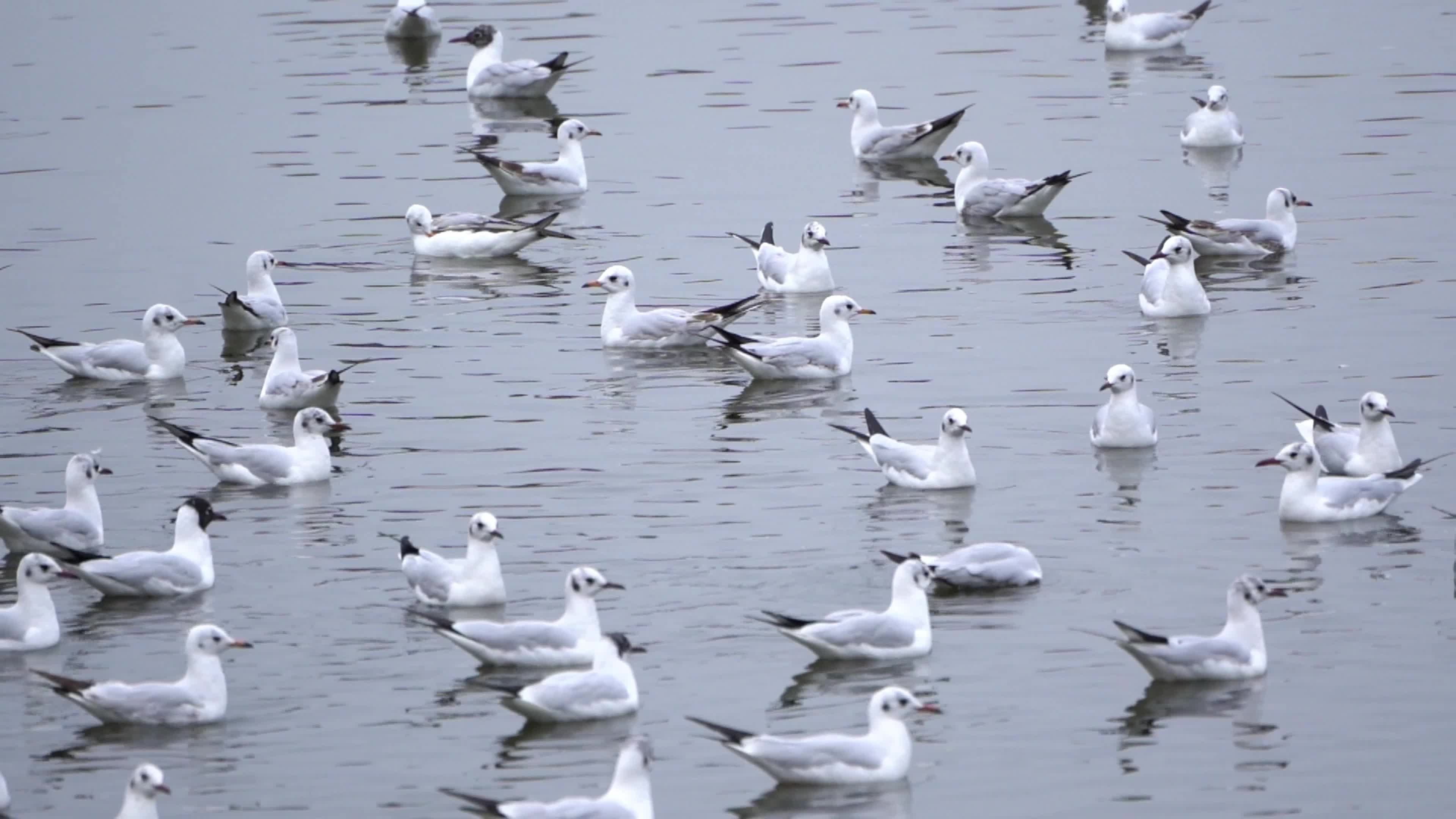 Seagulls in India