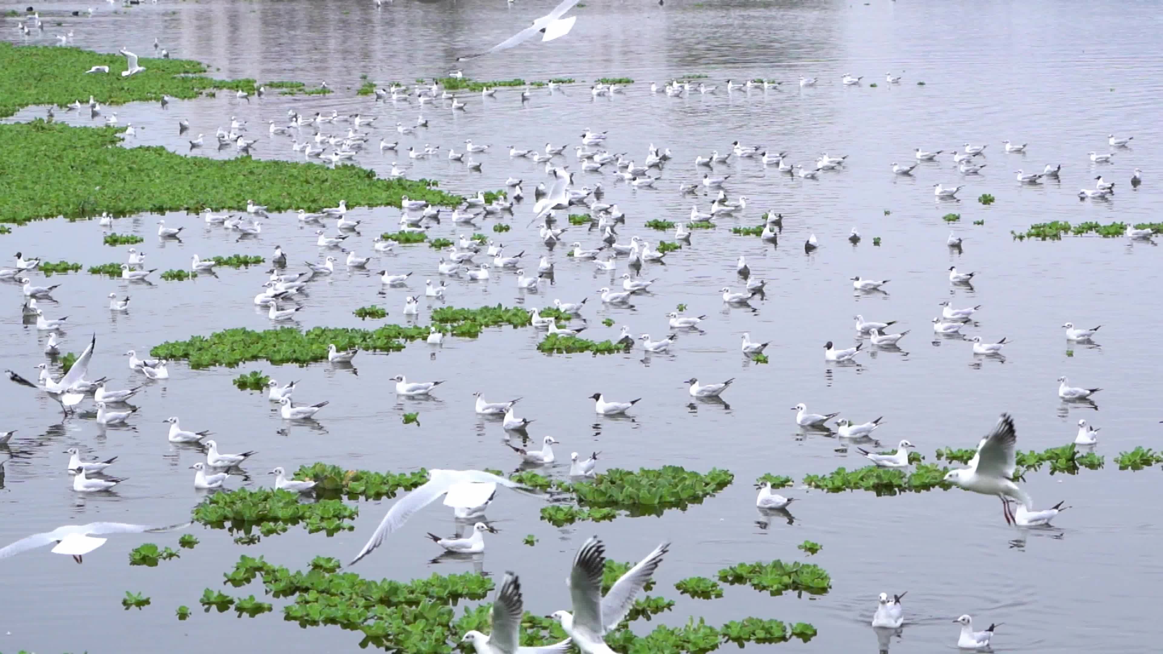 Seagulls in India
