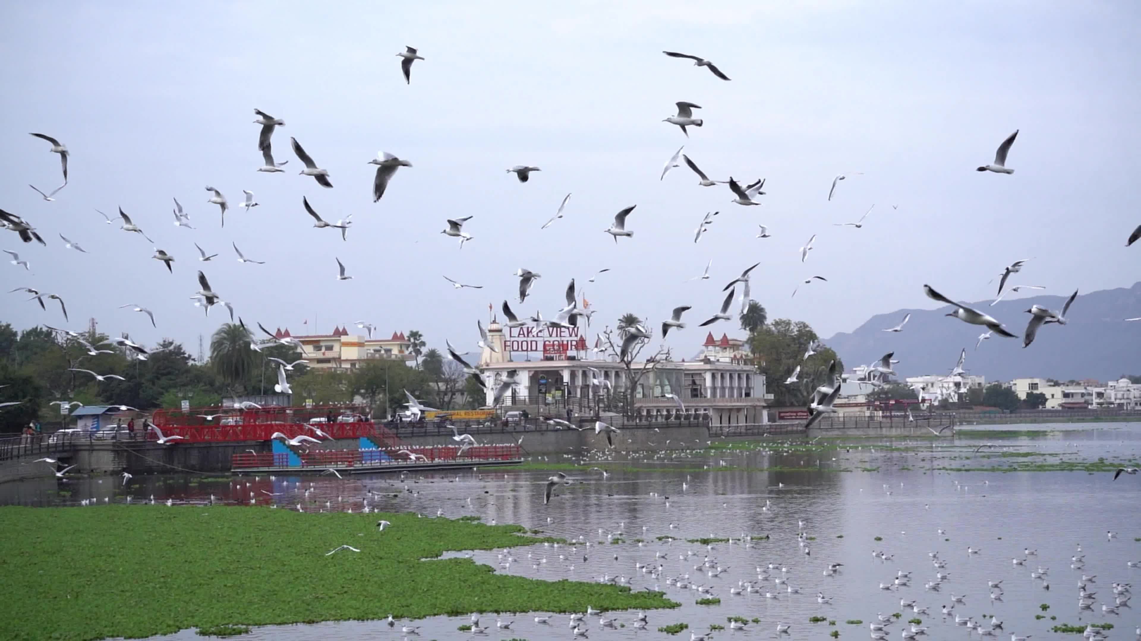 Seagulls in India