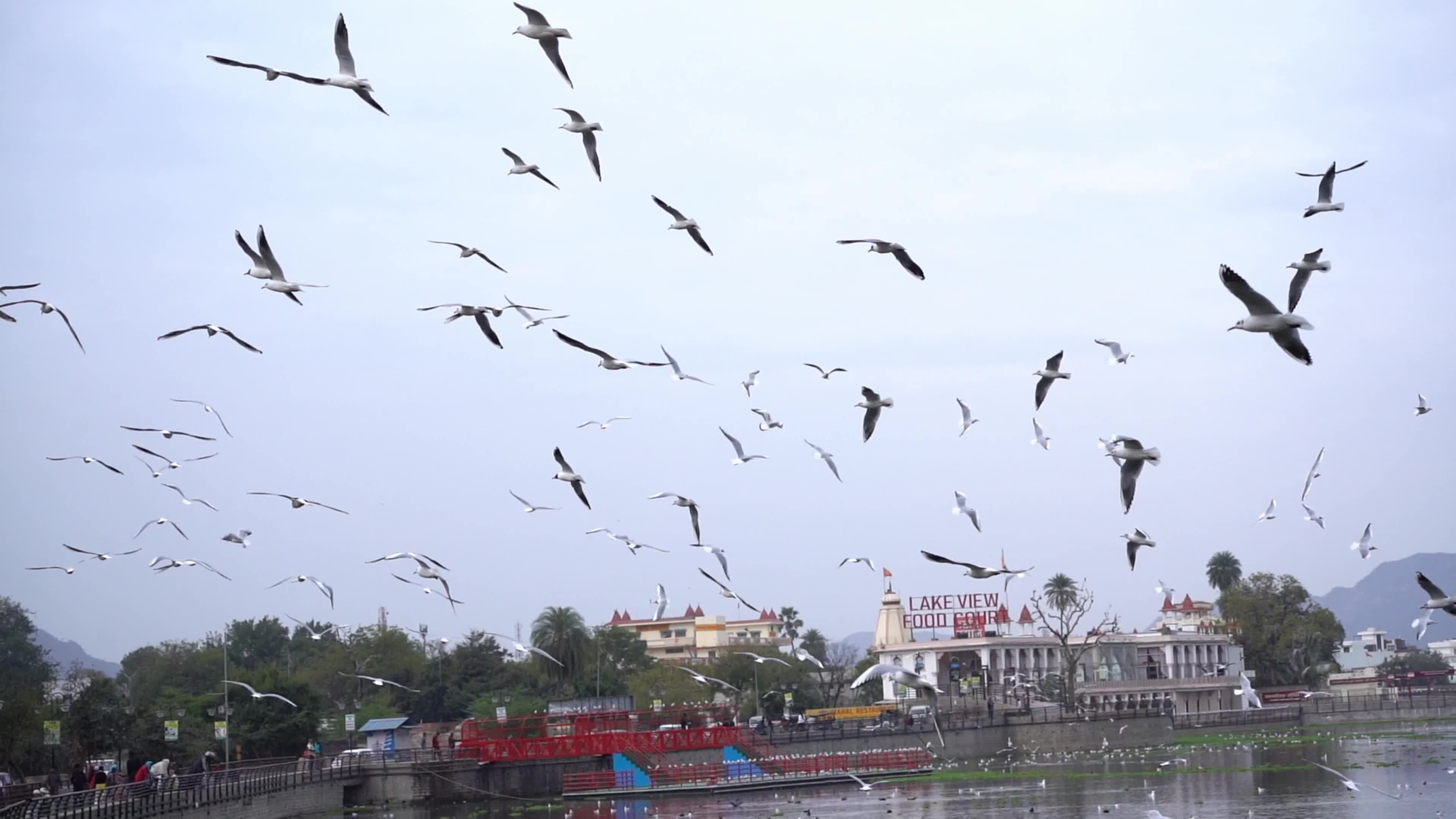 Seagulls in India
