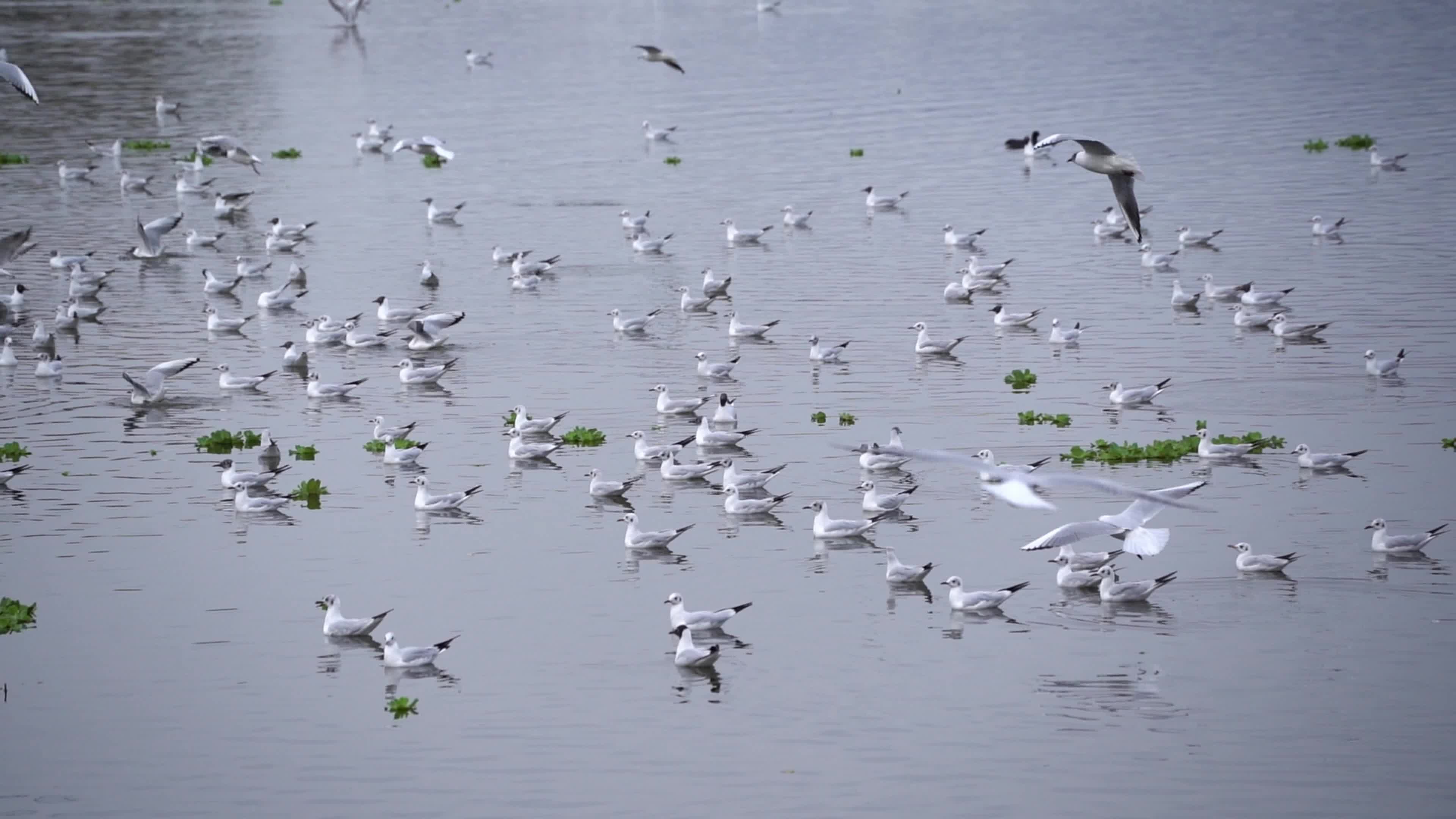 Seagulls in India