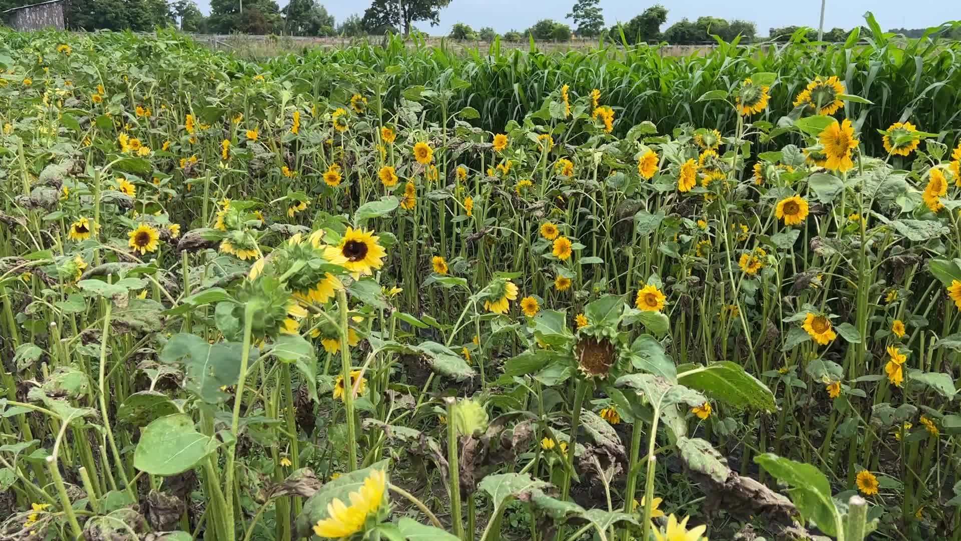 Sunflowers damaged by insects and disease