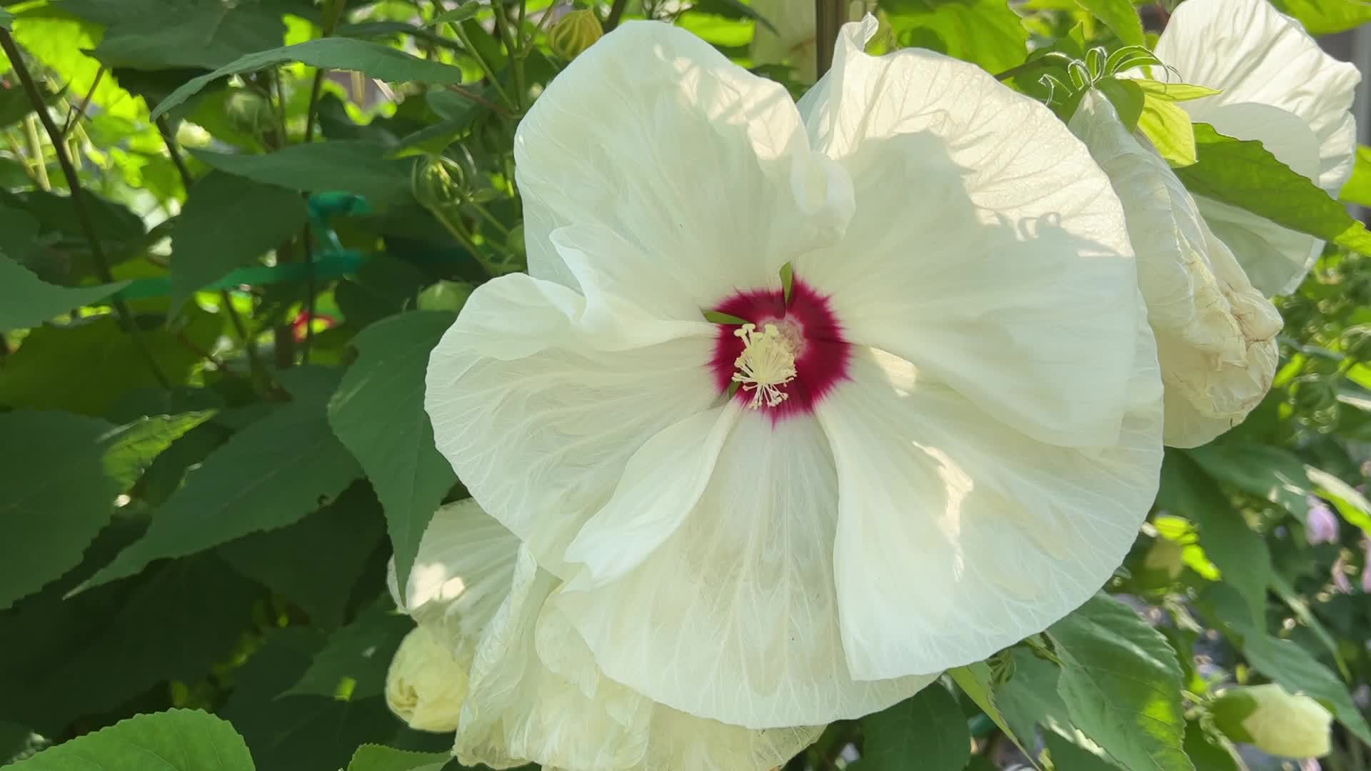 White hibiscus flowers in Canada