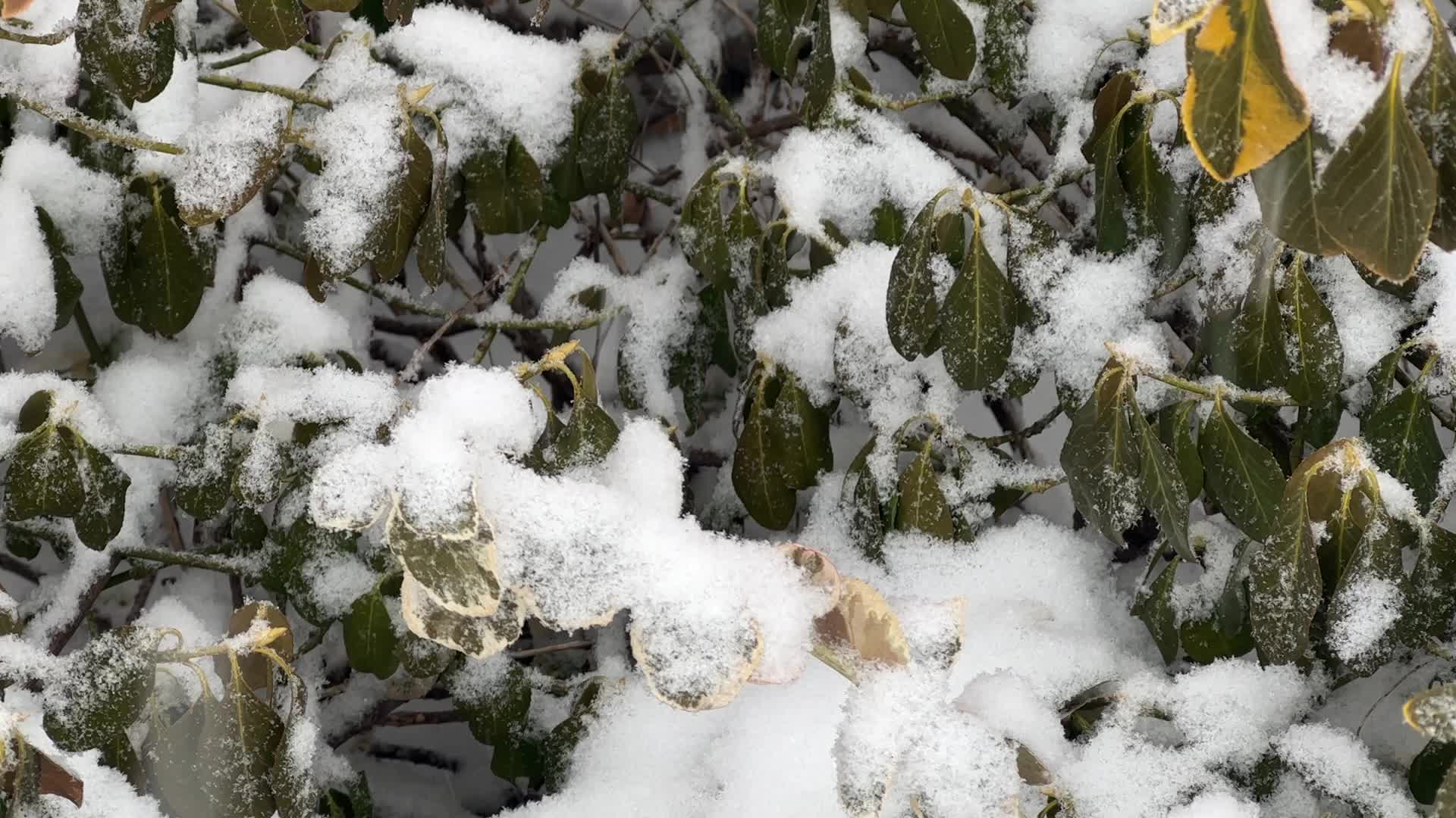 Snowstorm in Toronto, Canada