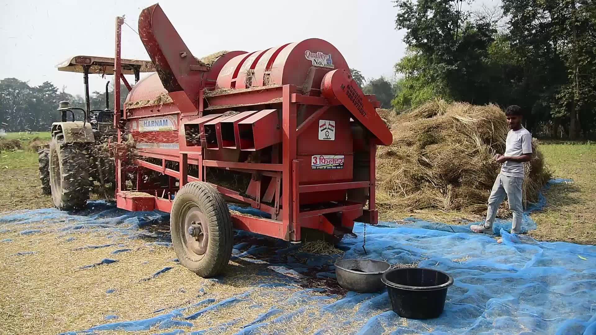 Mustard seeds harvesting in India 