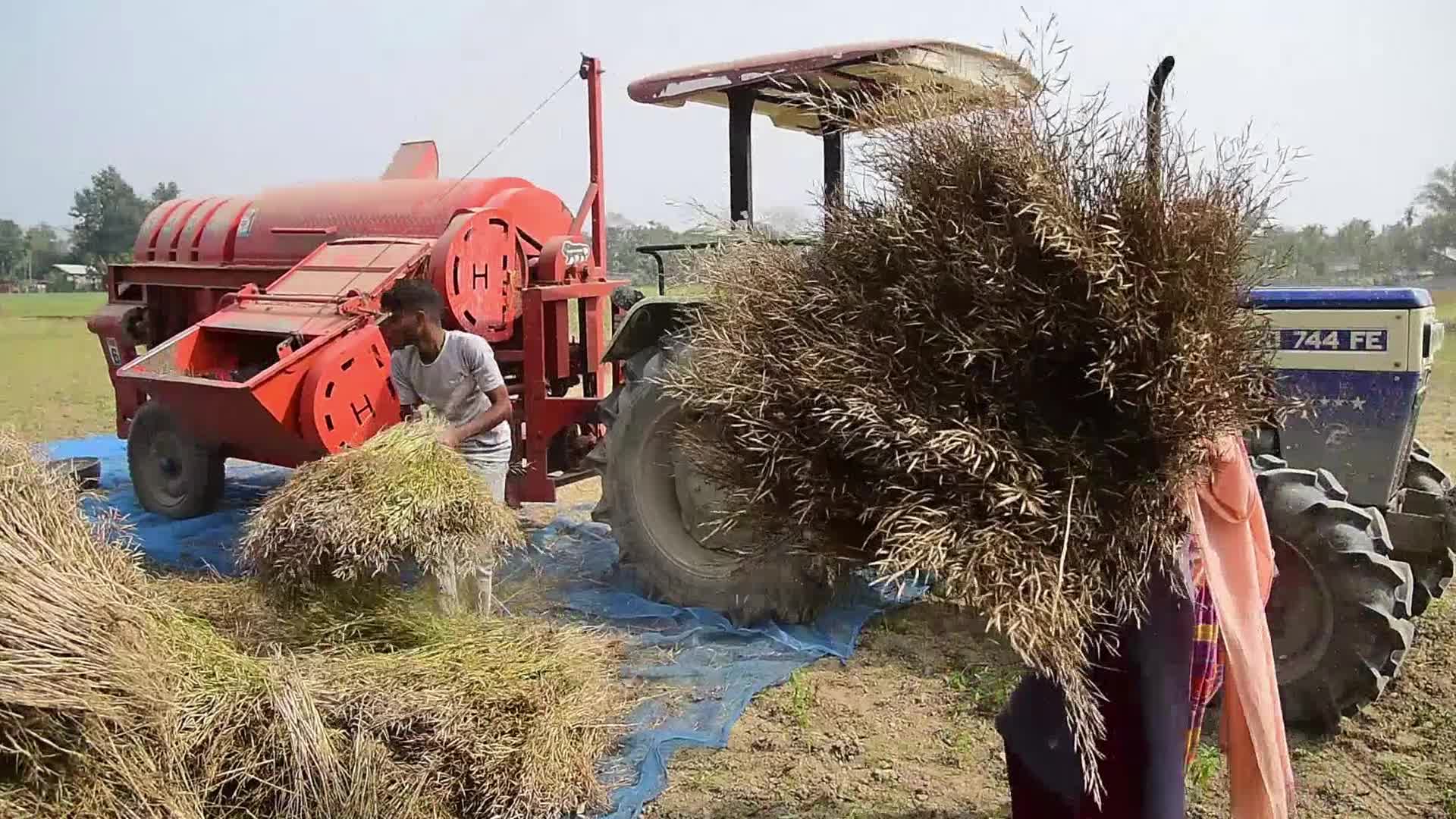 Mustard seeds harvesting in India 