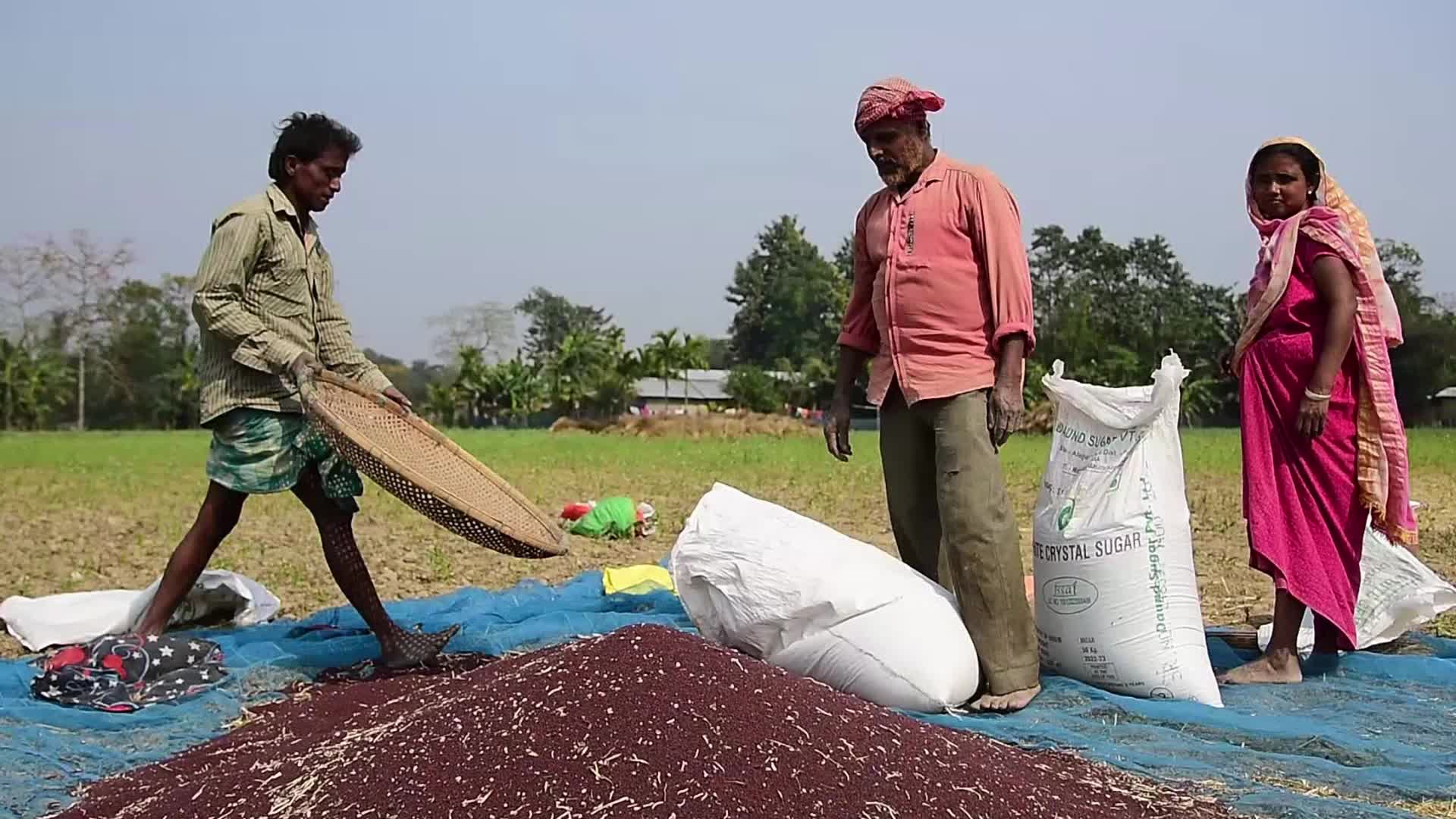 Mustard seeds harvesting in India 