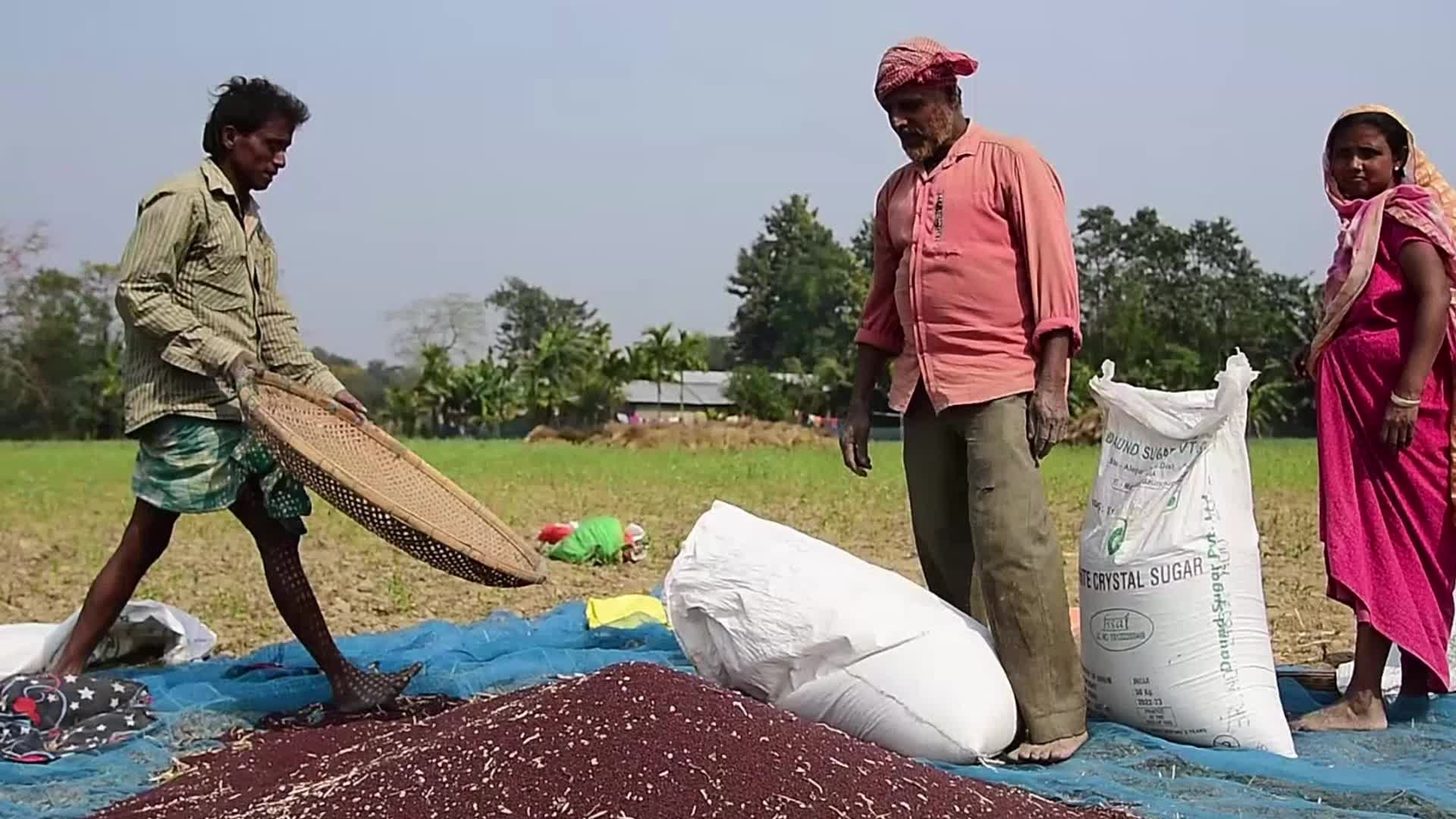 Mustard Harvest In India