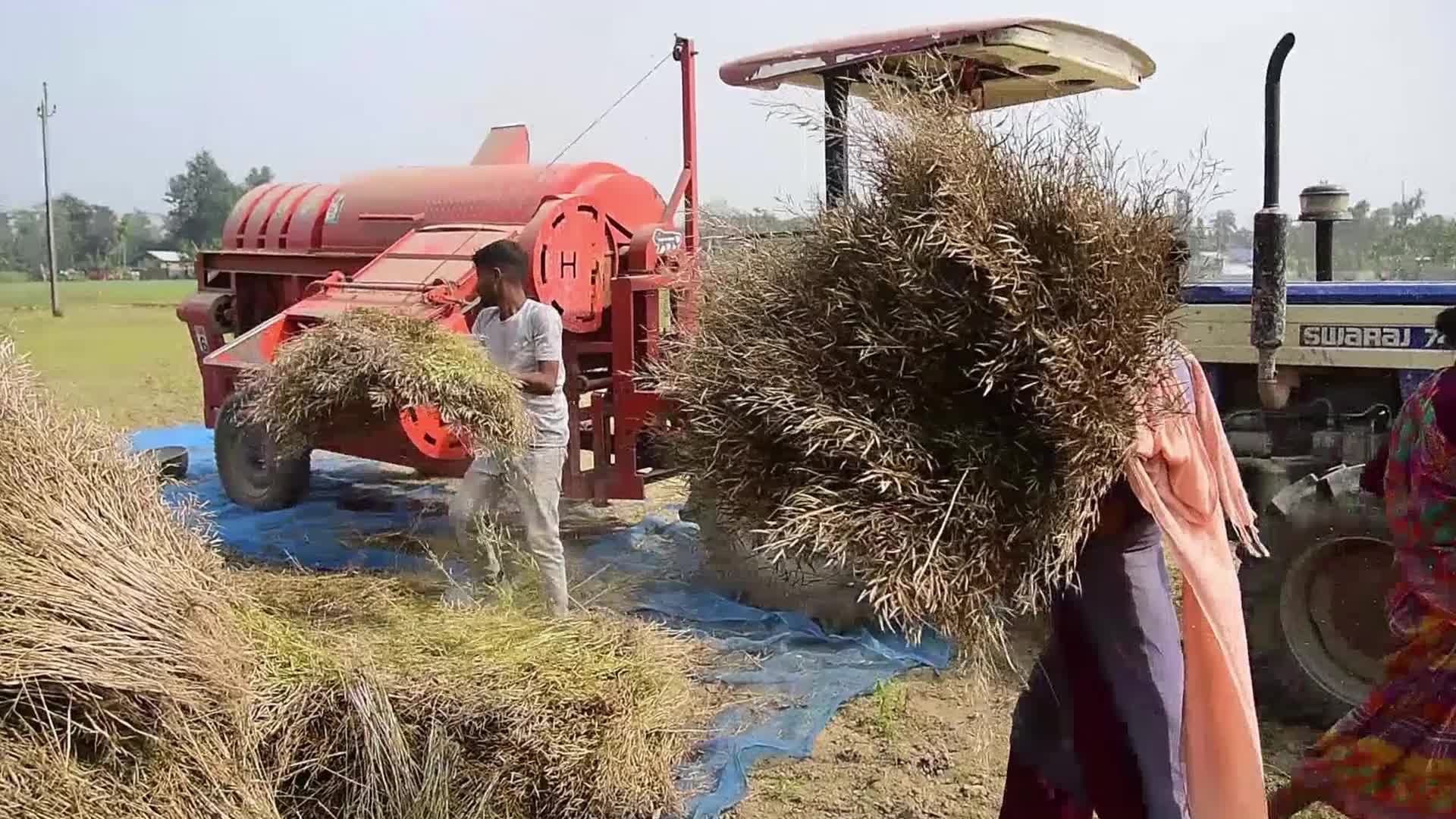 Mustard Harvest In India