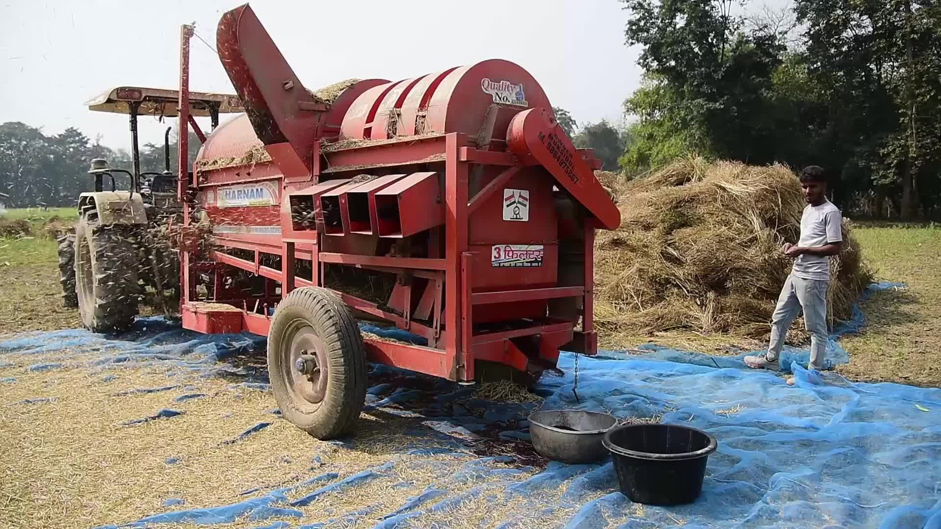 Mustard Harvest In India