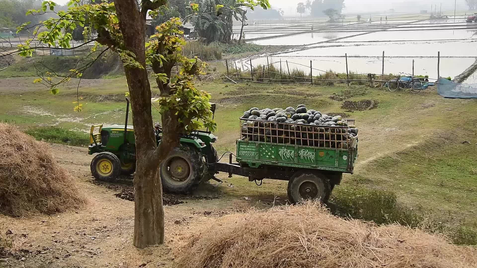 Pumpkin Farming In India's Assam