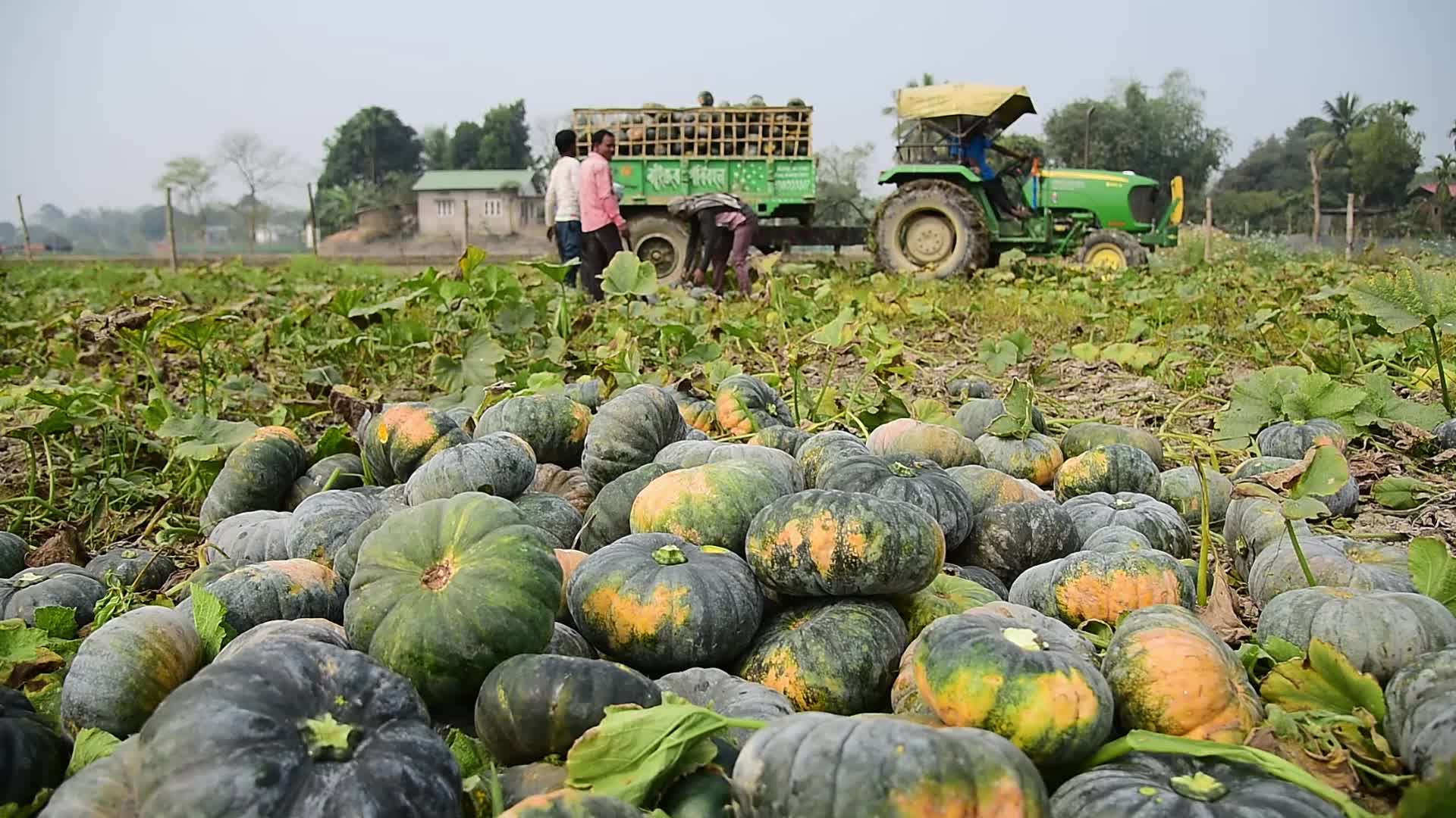 Pumpkin Farming In India's Assam