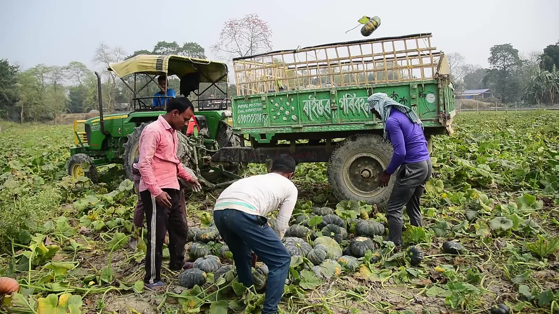 Pumpkin Farming In India's Assam