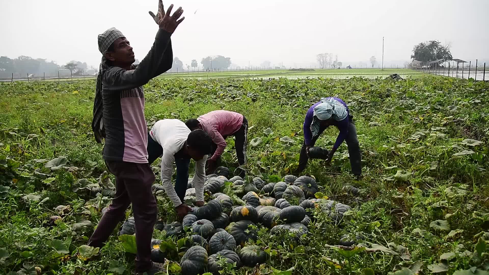 Pumpkin Farming In India's Assam