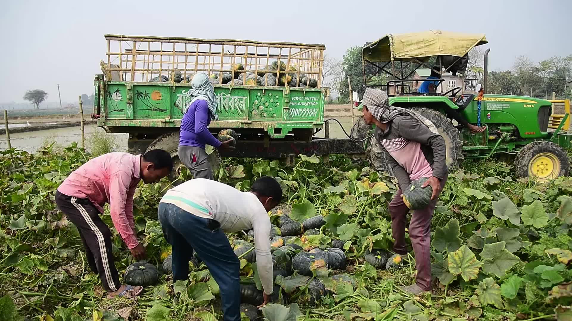 Pumpkin Farming In India's Assam