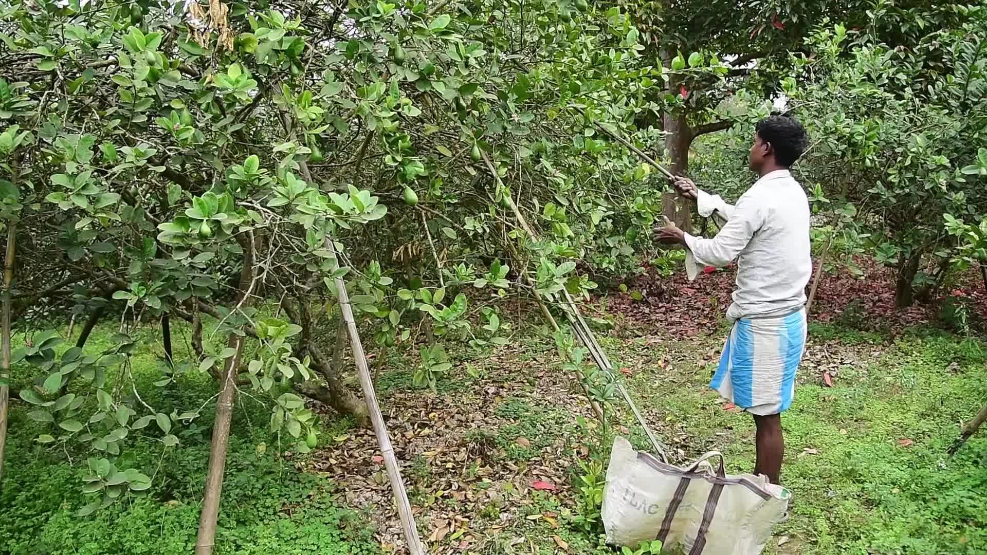 'Kaji Nemu' Lemon Fruit in India