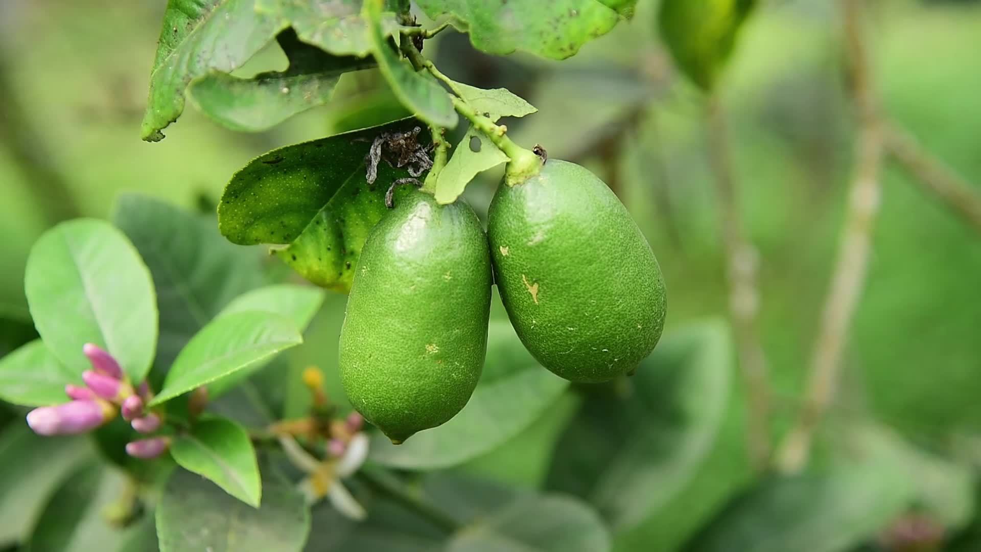 'Kaji Nemu' Lemon Fruit in India