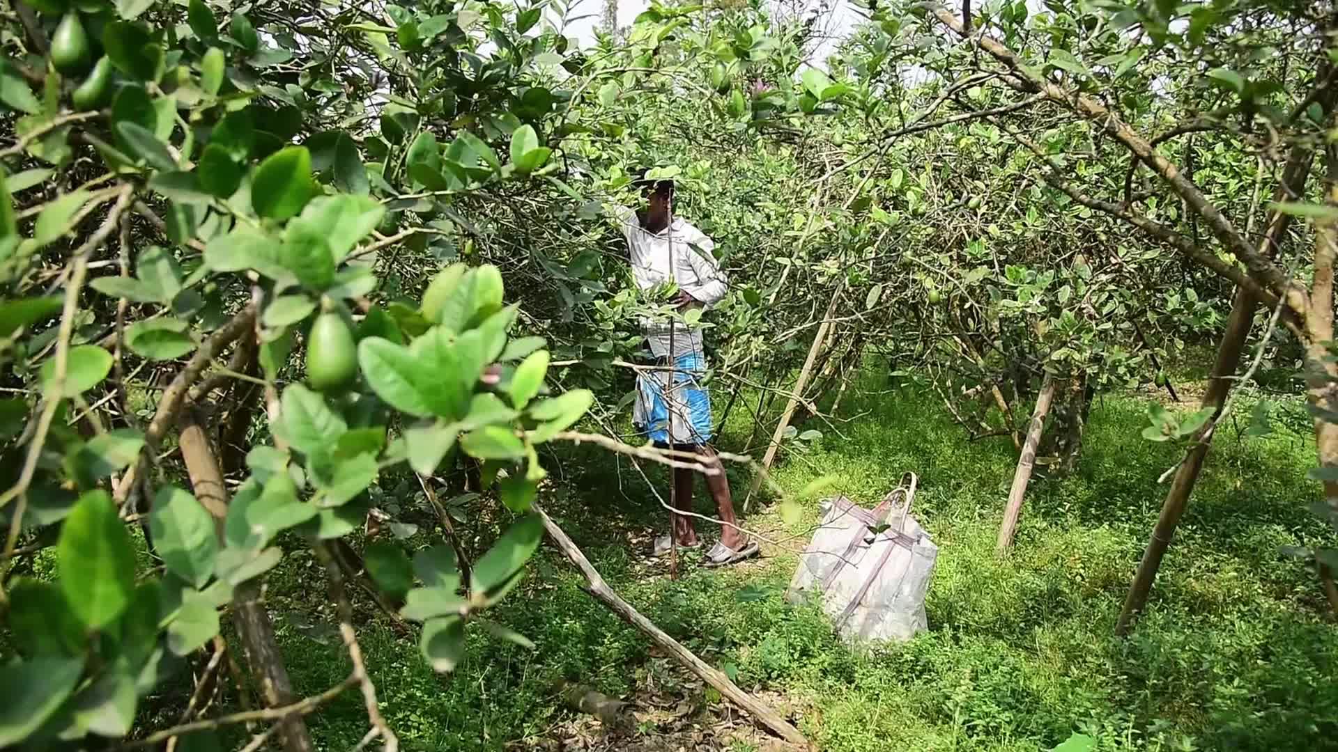 'Kaji Nemu' Lemon Fruit in India