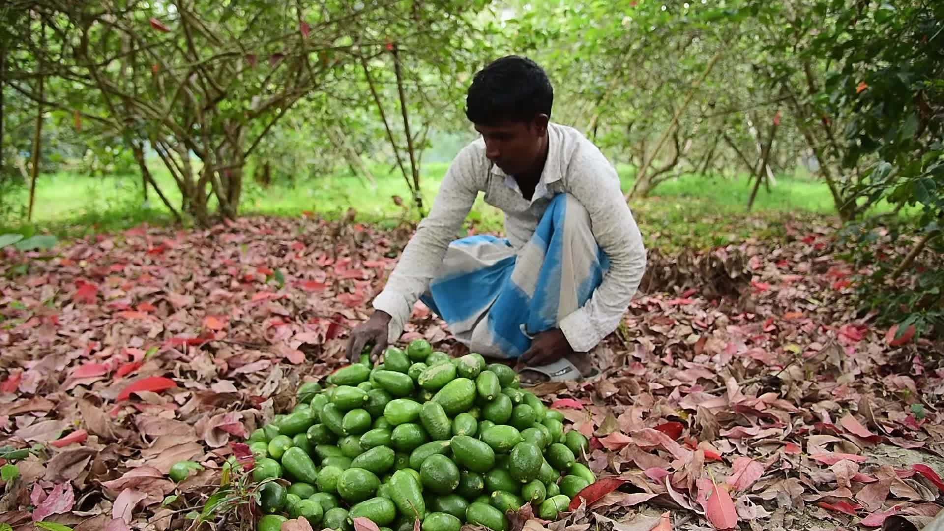 'Kaji Nemu' Lemon Fruit in India
