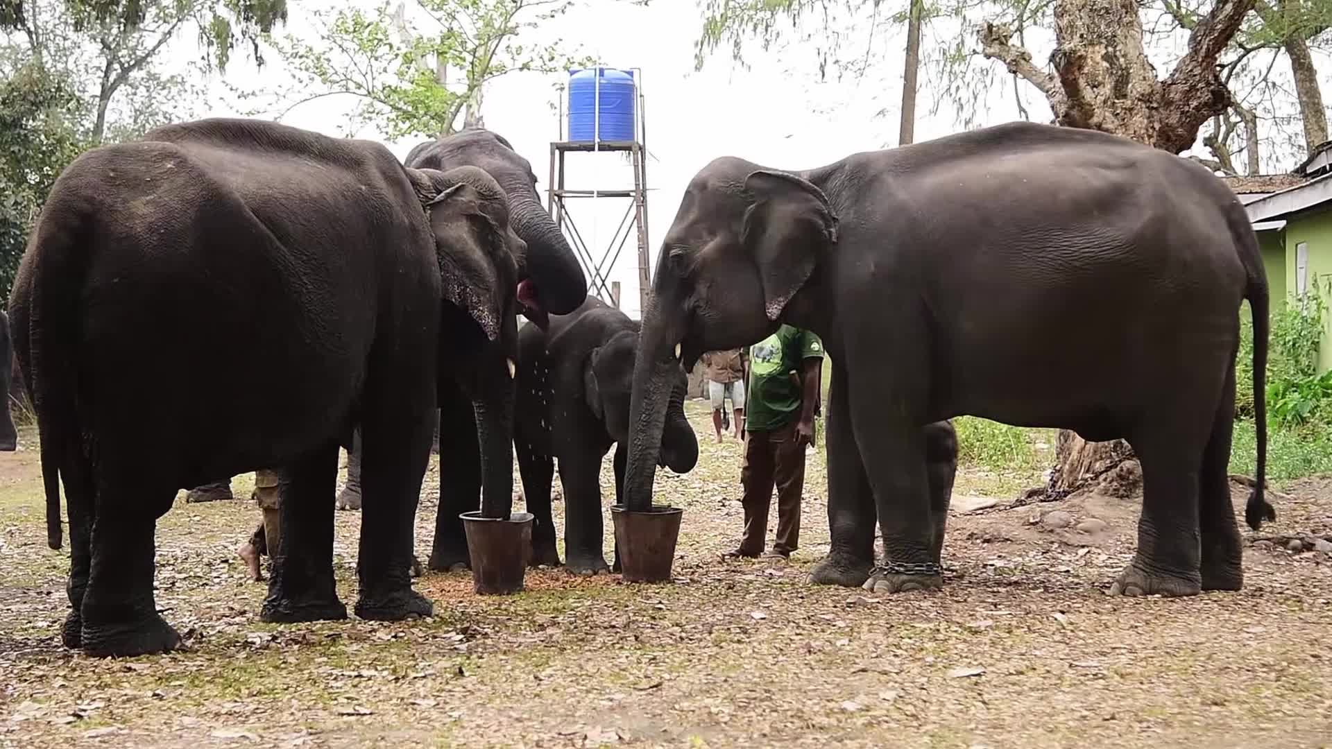 Kaziranga National Park in India 