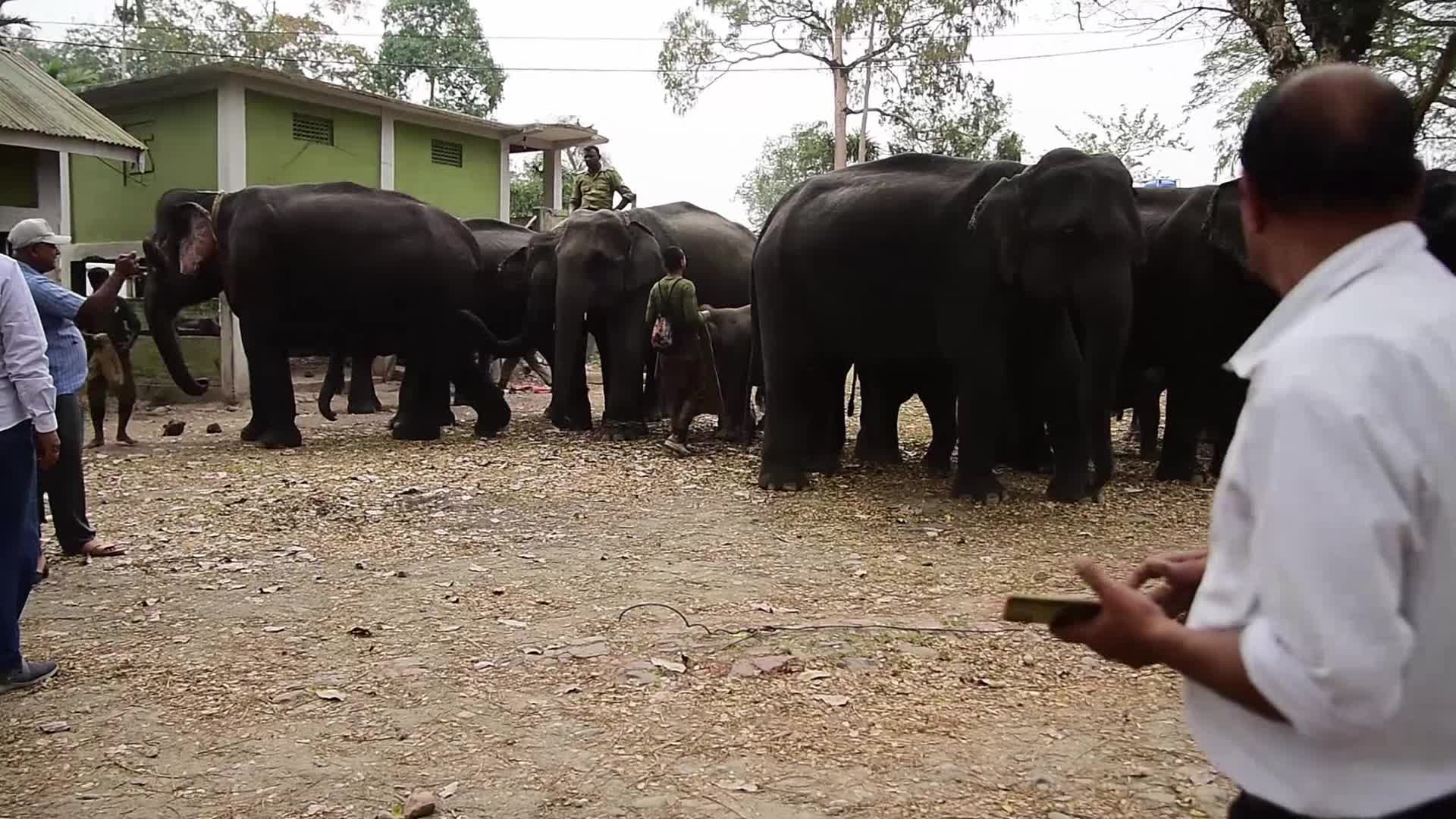 Kaziranga National Park in India 