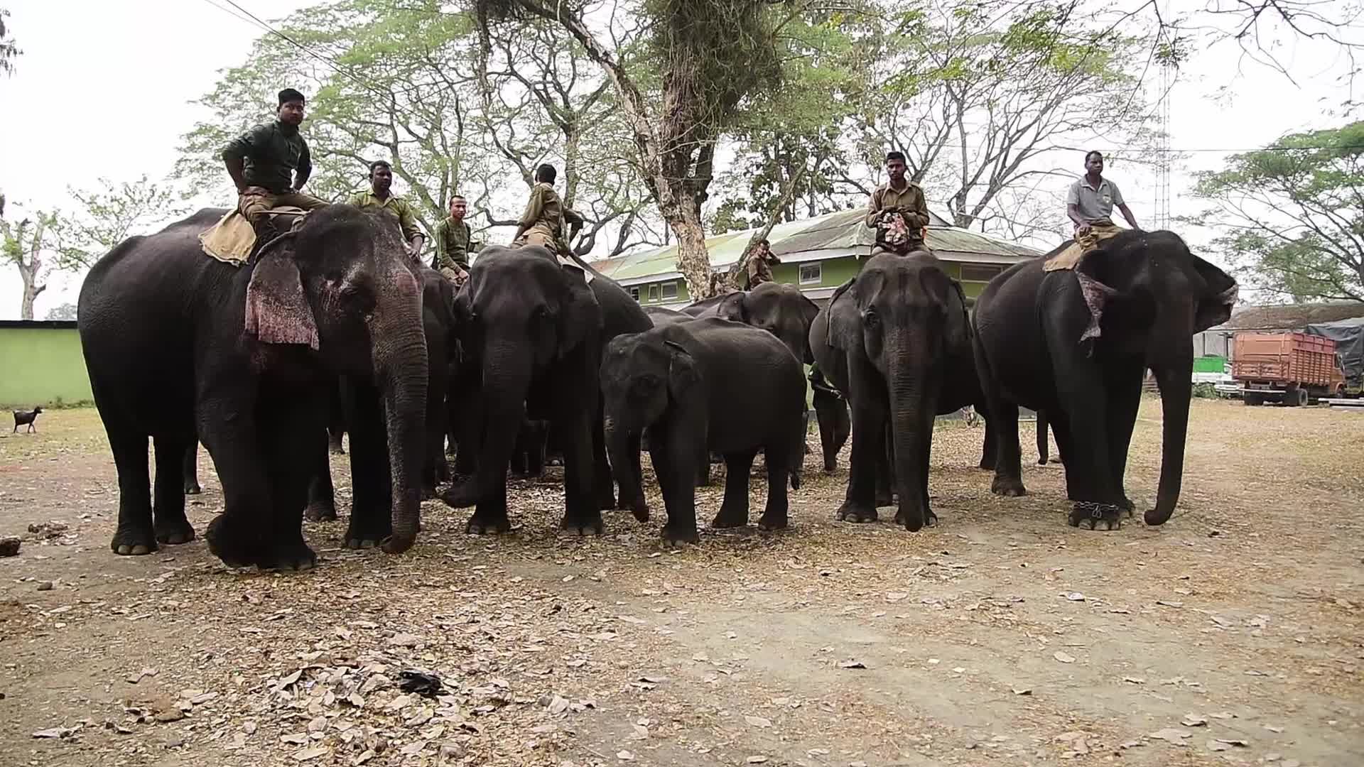 Kaziranga National Park in India 