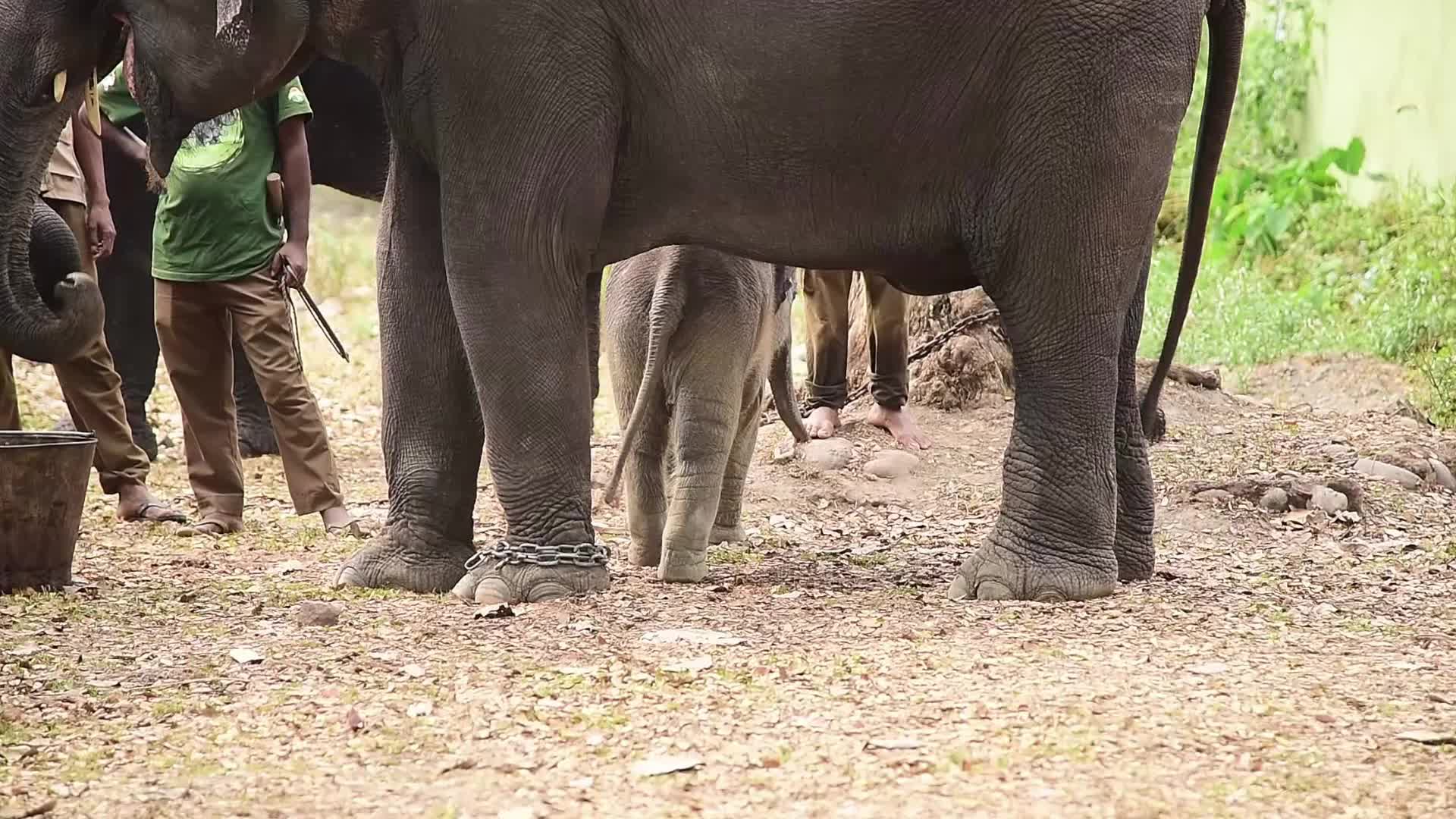 Kaziranga National Park in India 