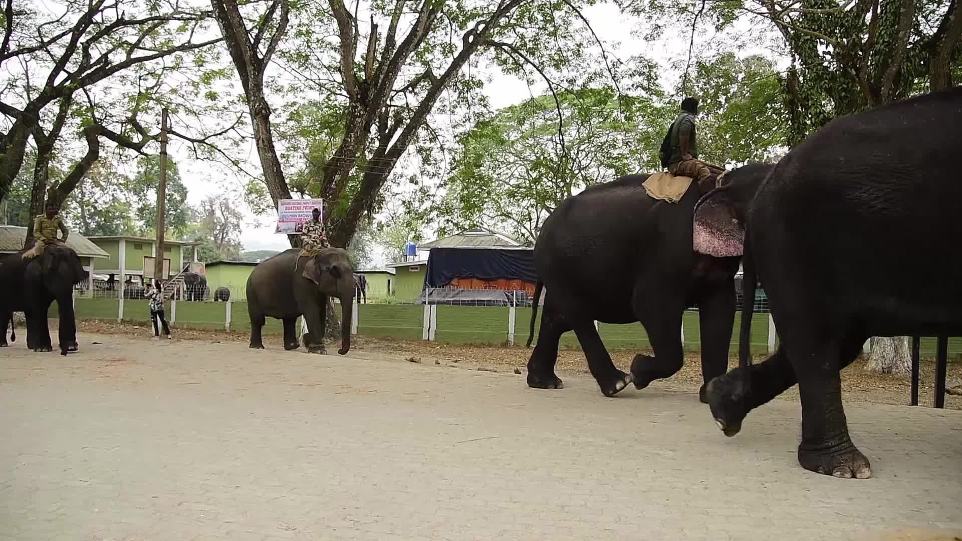 Kaziranga National Park in India 