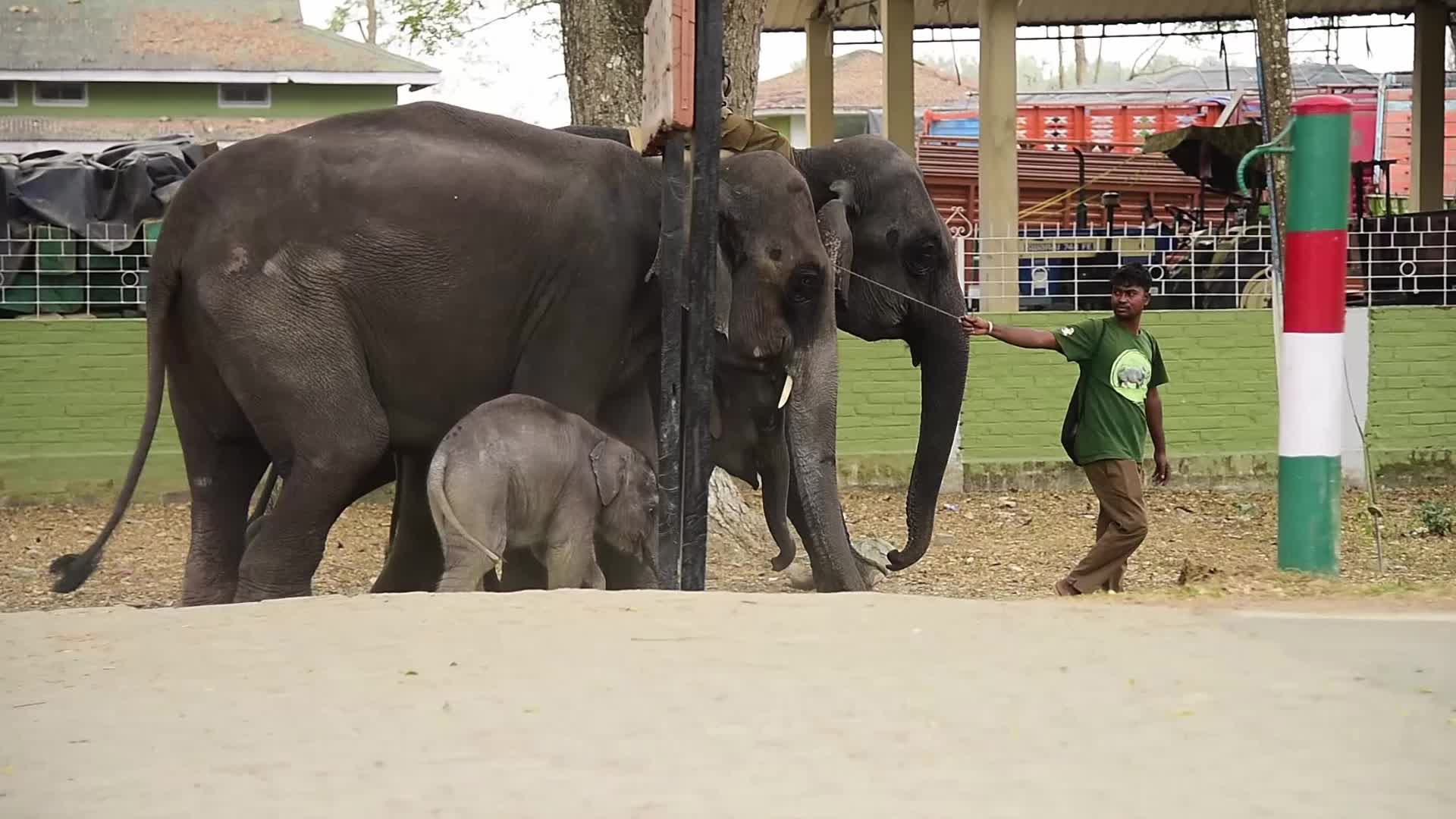 Kaziranga National Park in India 