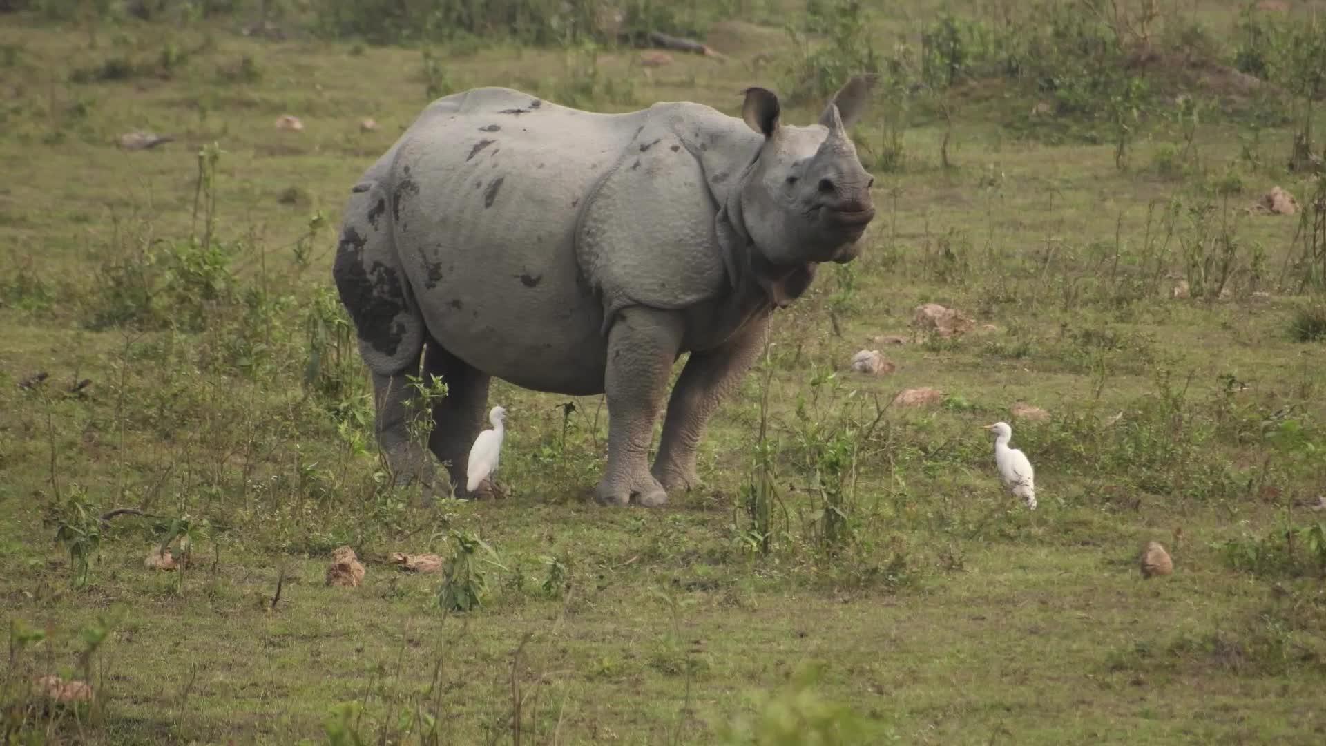 Kaziranga National Park in Northeast India