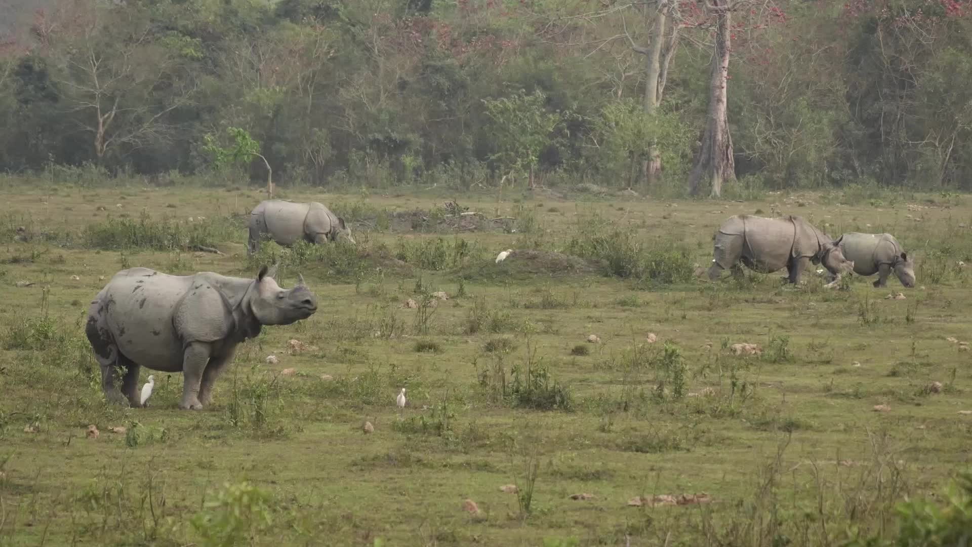 Kaziranga National Park in Northeast India