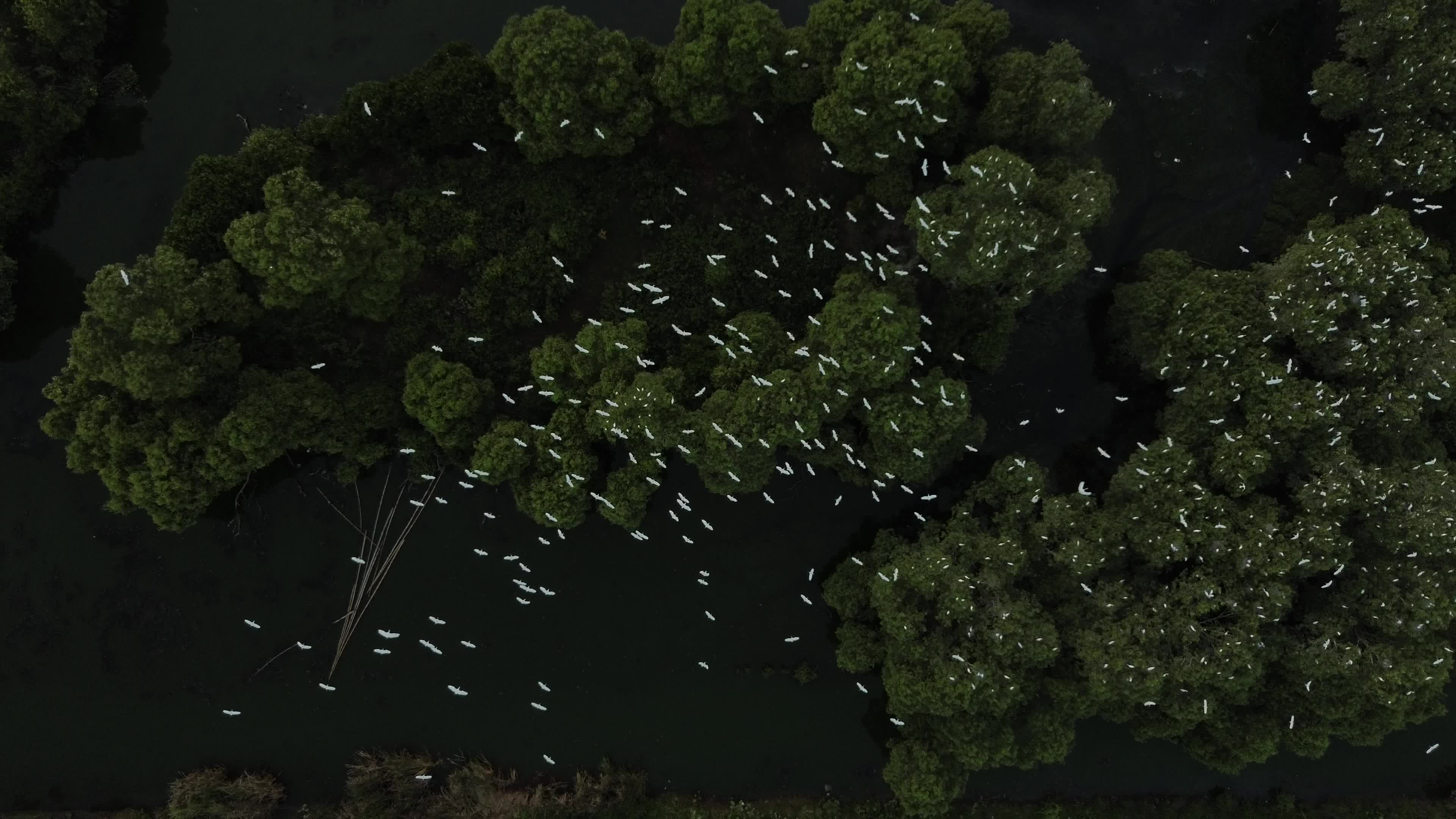 Egrets Flying Over Mangrove Forests in Aceh
