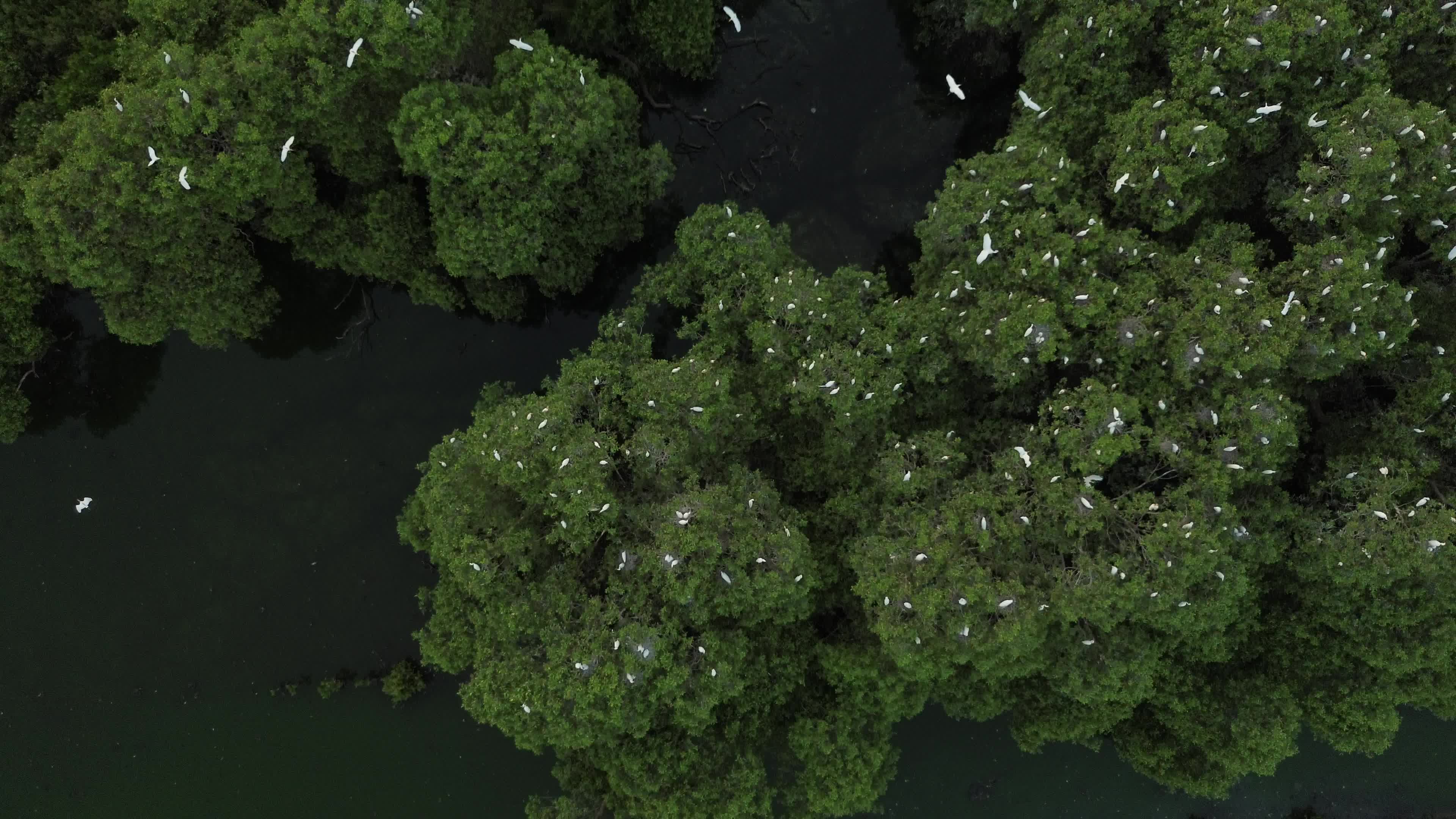 Egrets Flying Over Mangrove Forests in Aceh
