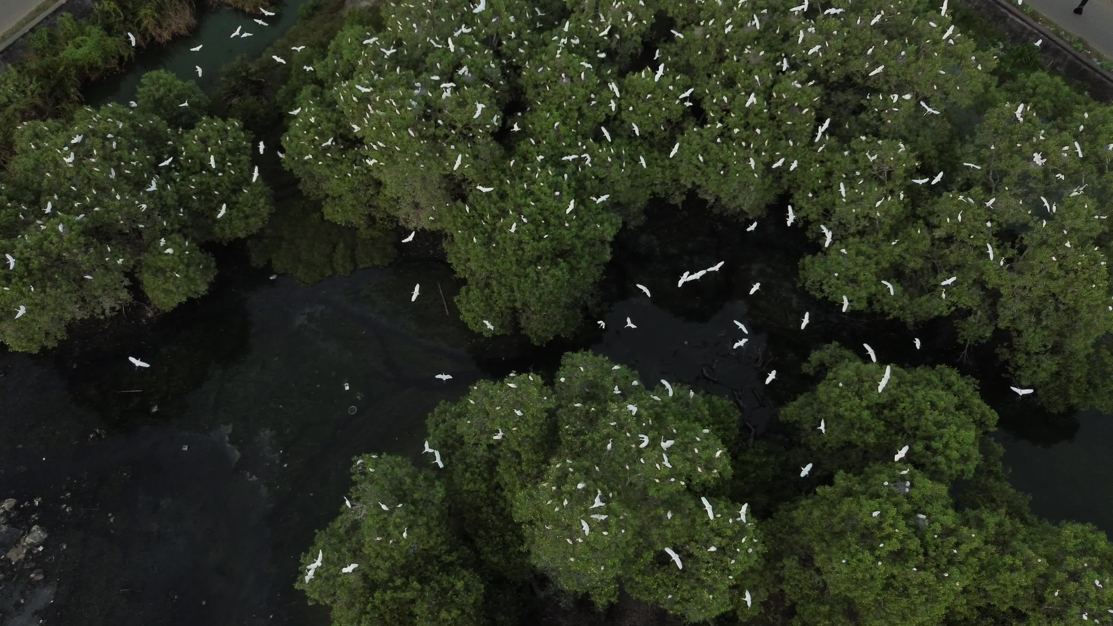 Egrets Flying Over Mangrove Forests in Aceh
