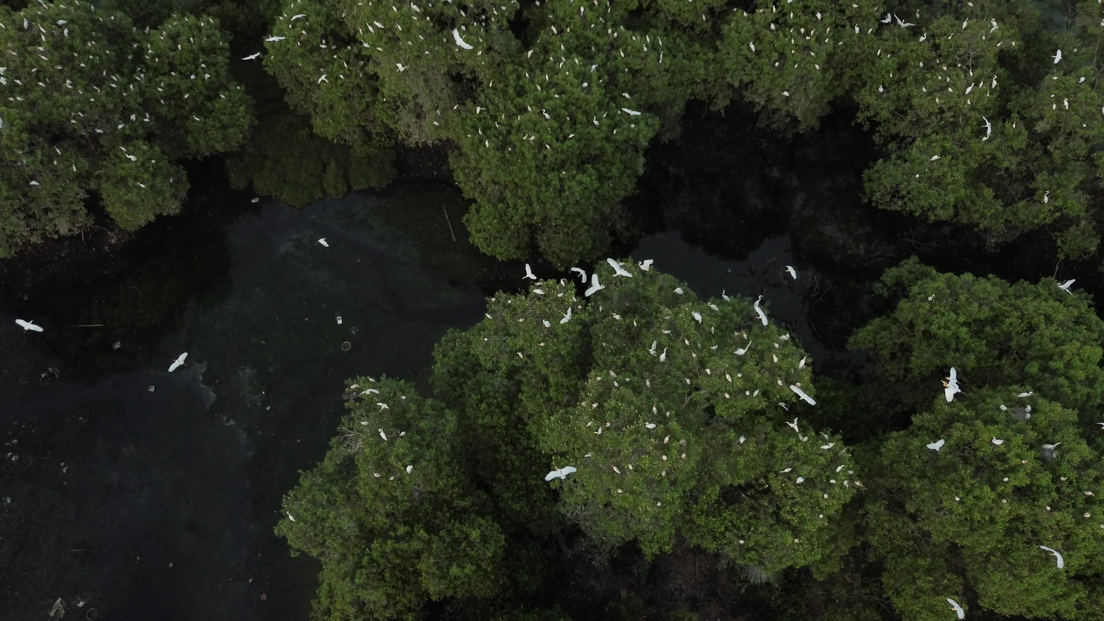 Egrets Flying Over Mangrove Forests in Aceh