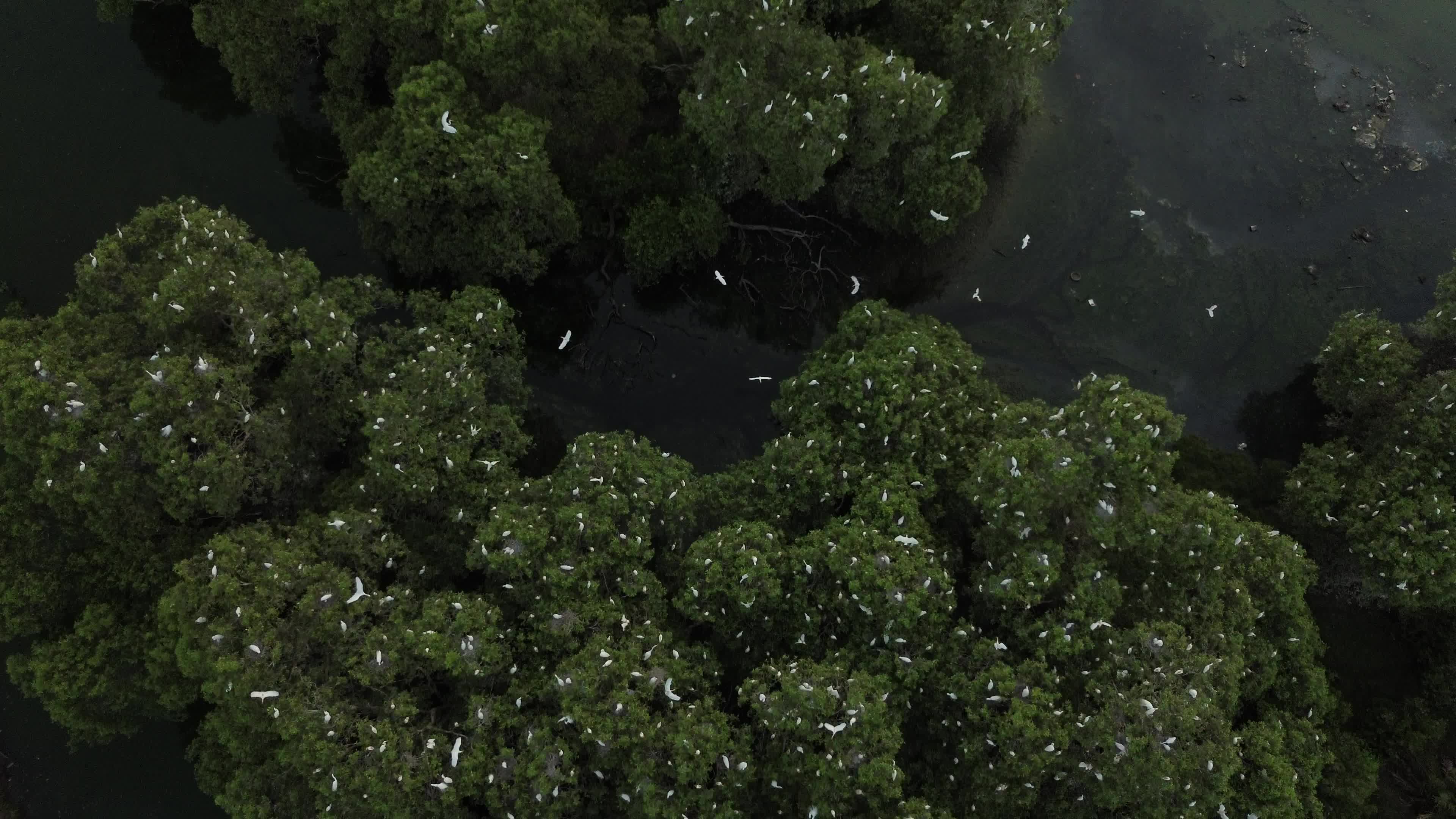 Egrets Flying Over Mangrove Forests in Aceh