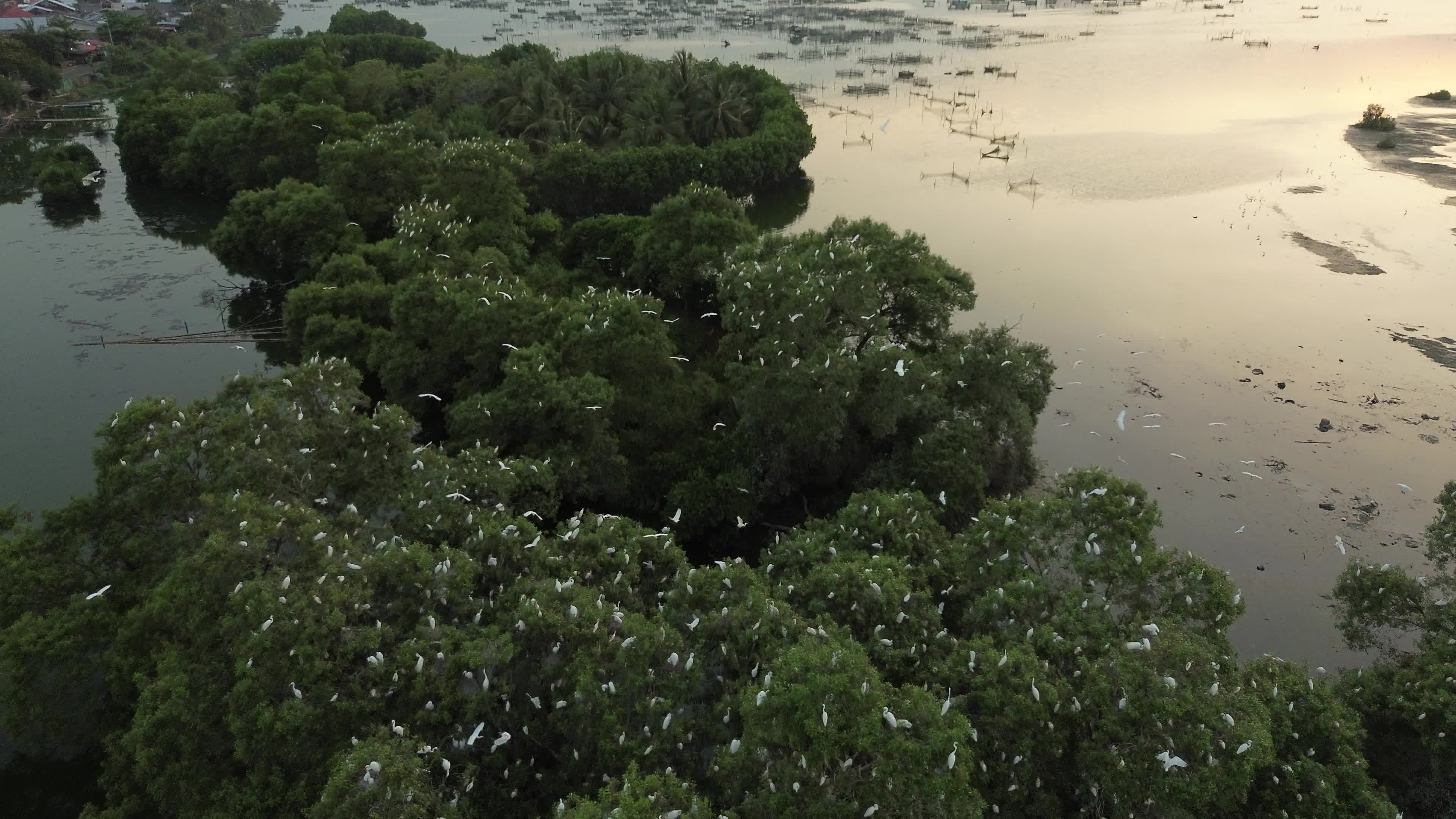 Egrets Flying Over Mangrove Forests in Aceh