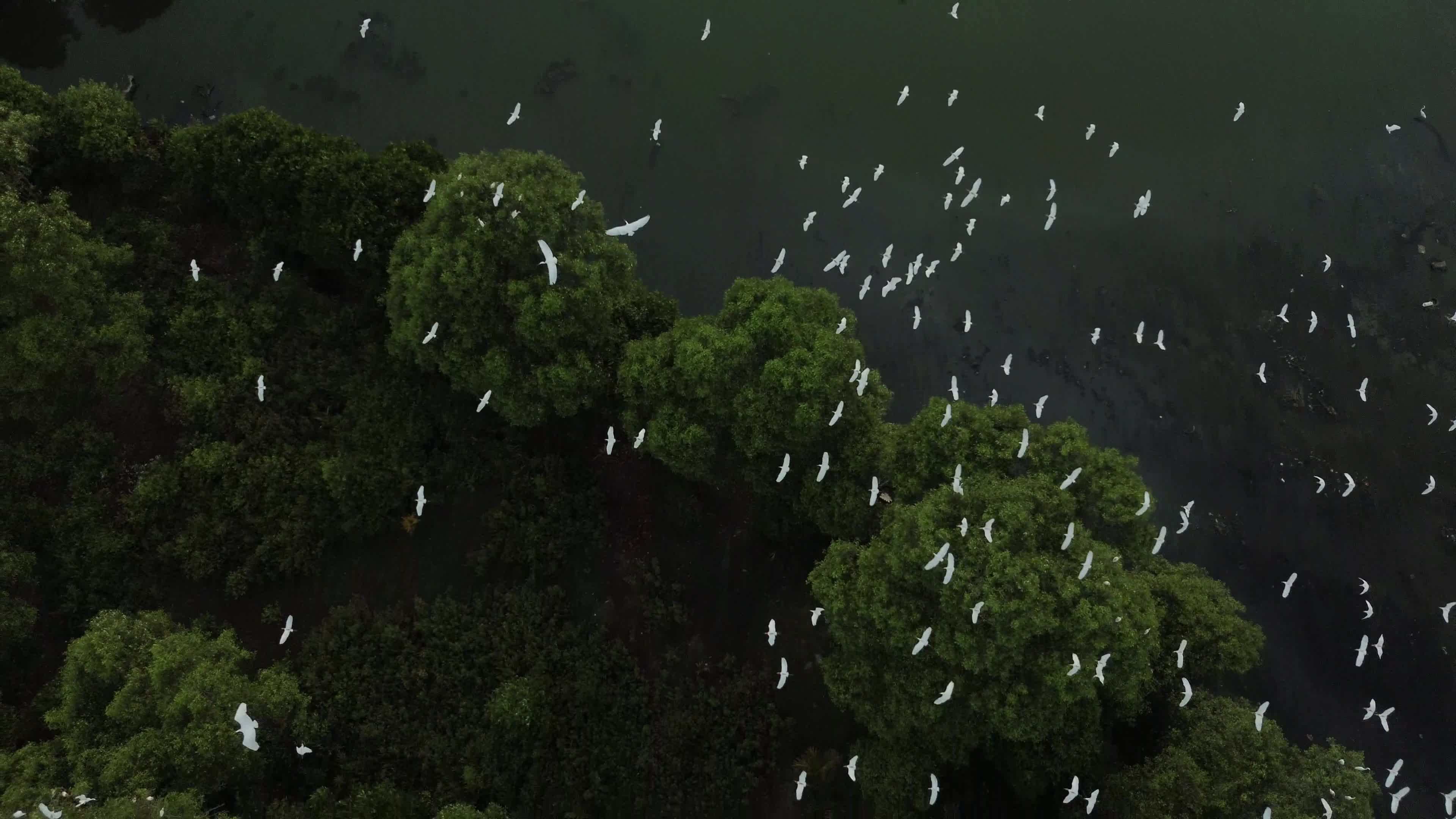 Egrets Flying Over Mangrove Forests in Aceh