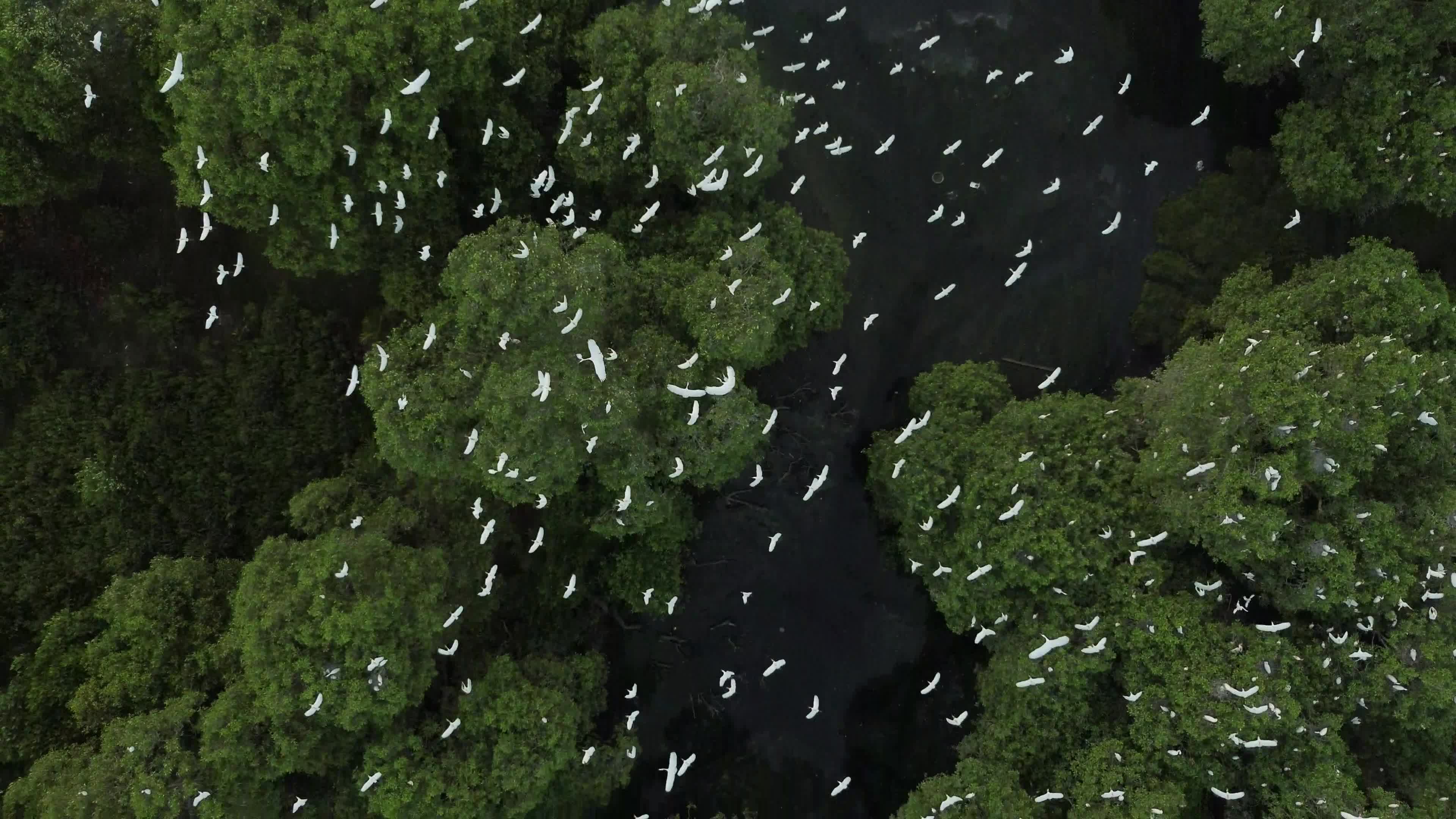 Egrets Flying Over Mangrove Forests in Aceh