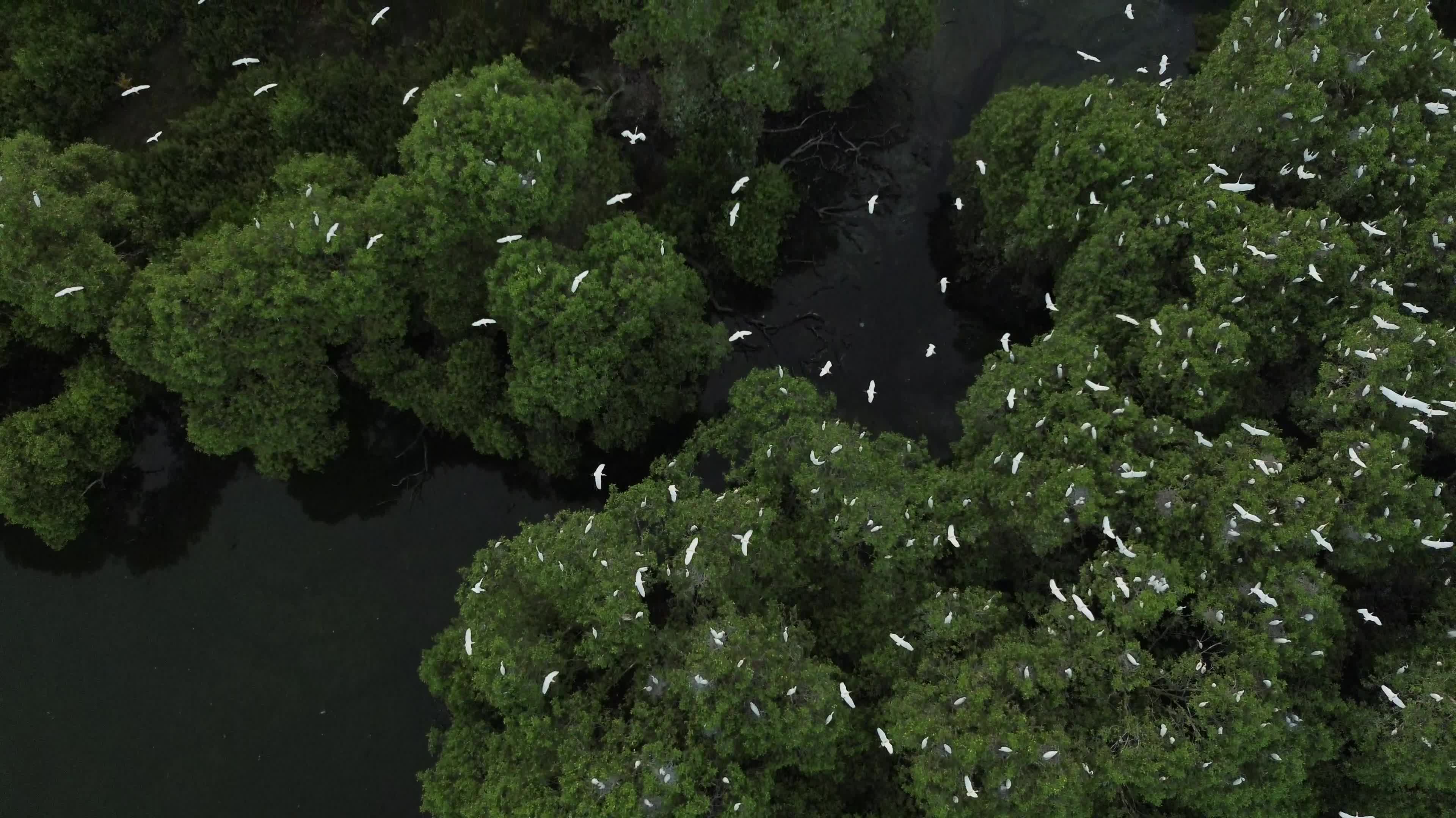 Egrets Flying Over Mangrove Forests in Aceh