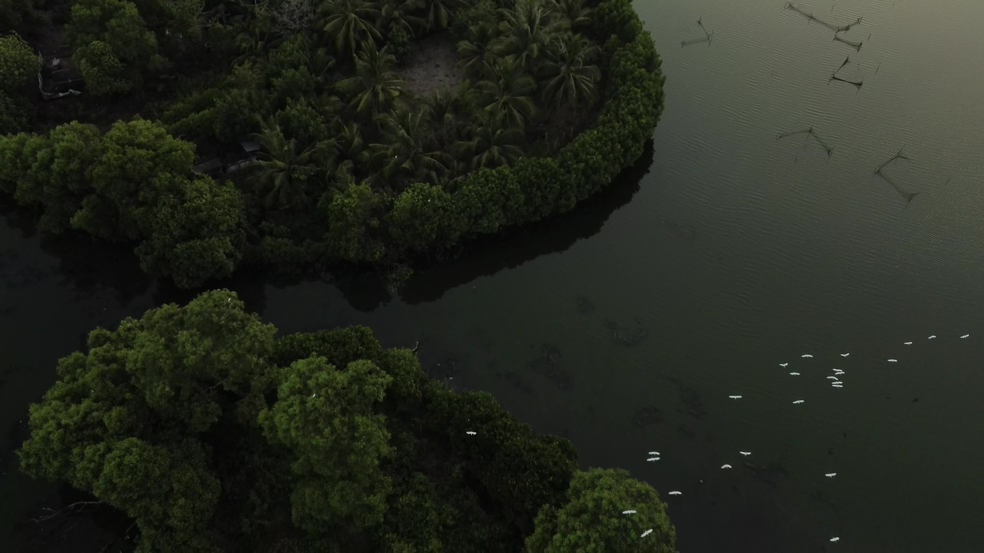 Egrets Flying Over Mangrove Forests in Aceh