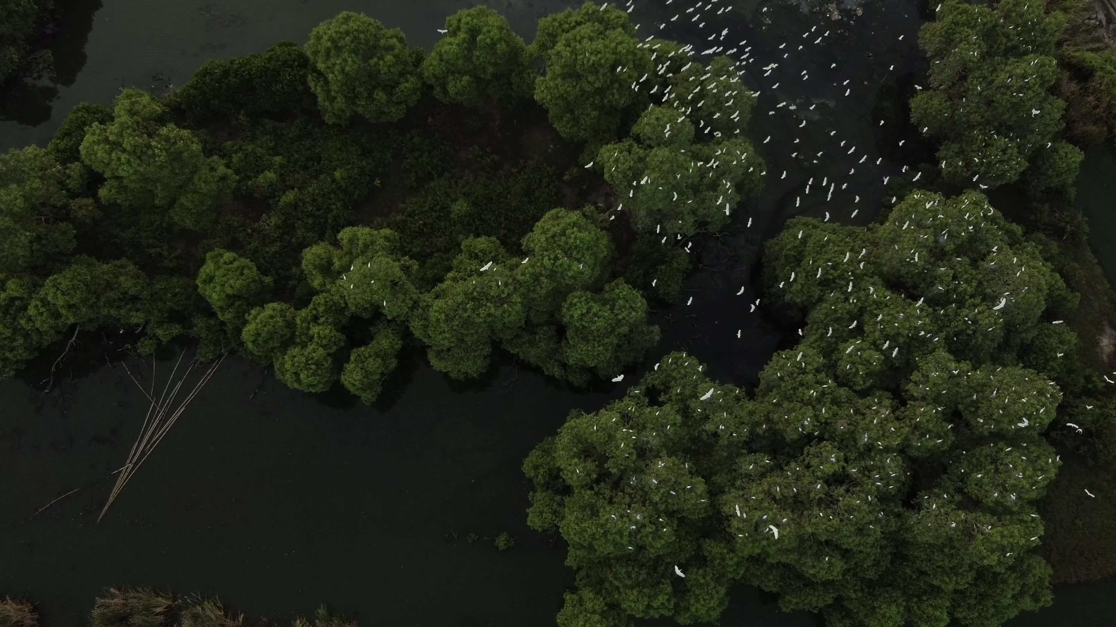 Egrets Flying Over Mangrove Forests in Aceh