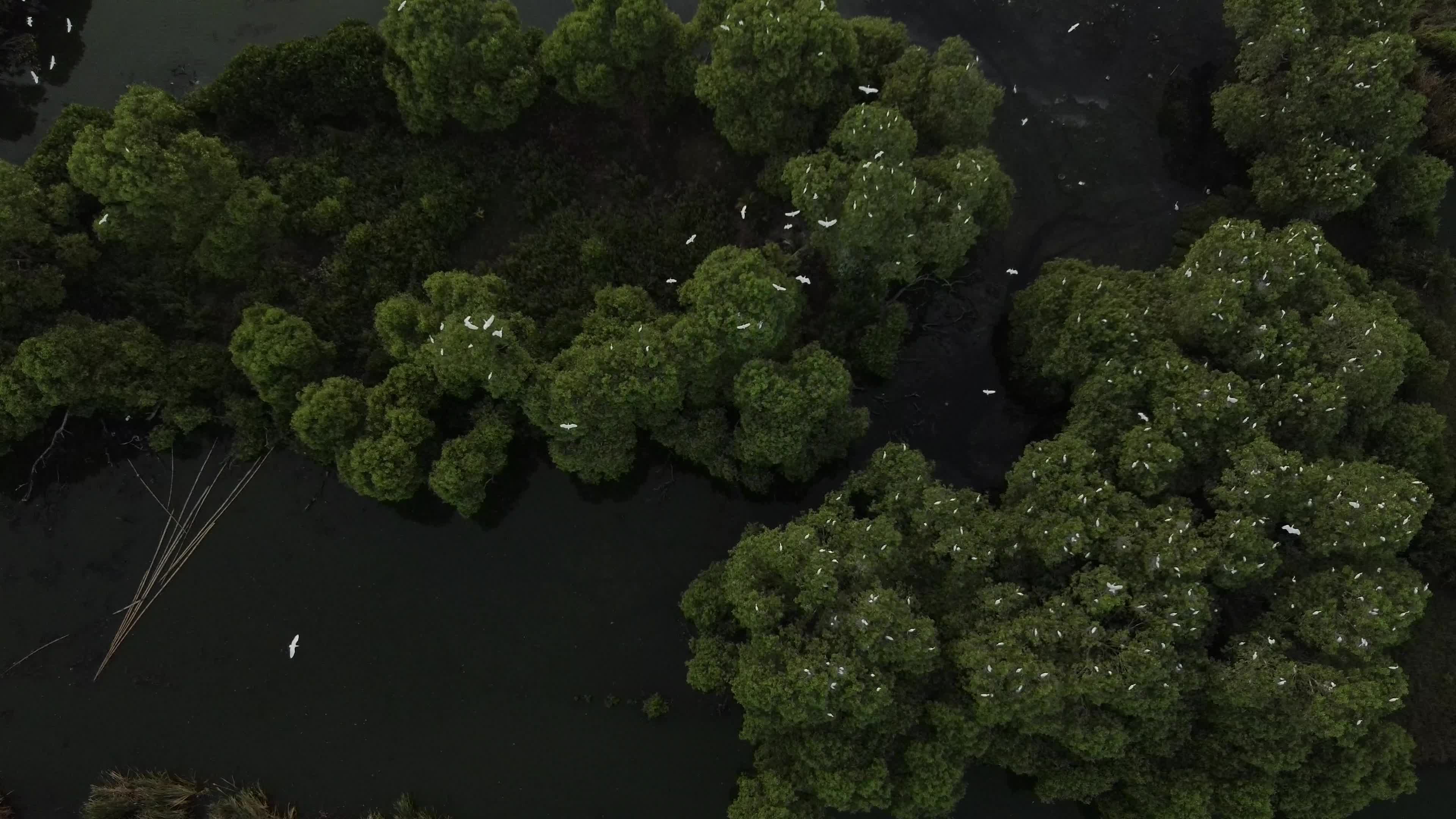 Egrets Flying Over Mangrove Forests in Aceh
