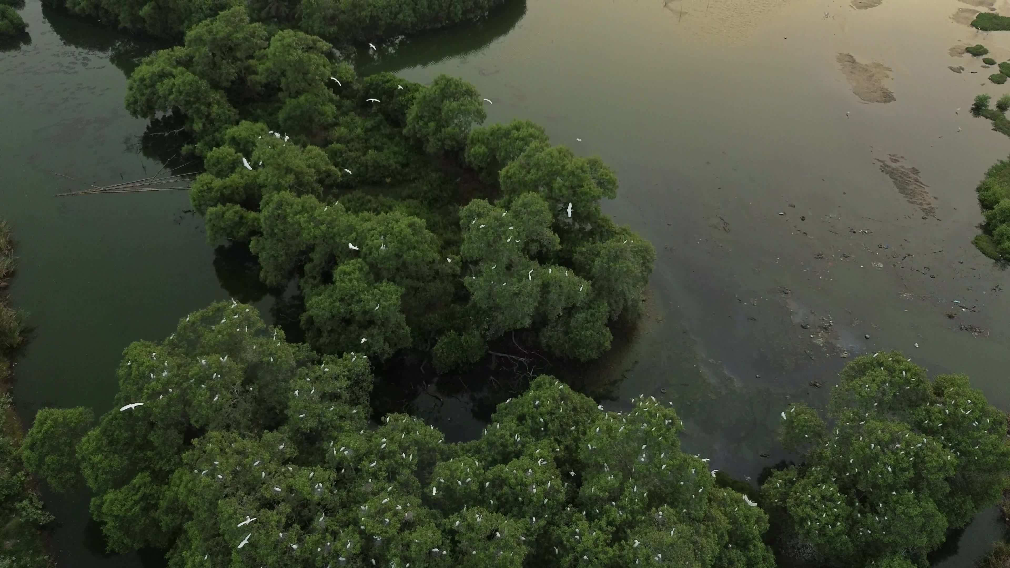 Egrets Flying Over Mangrove Forests in Aceh