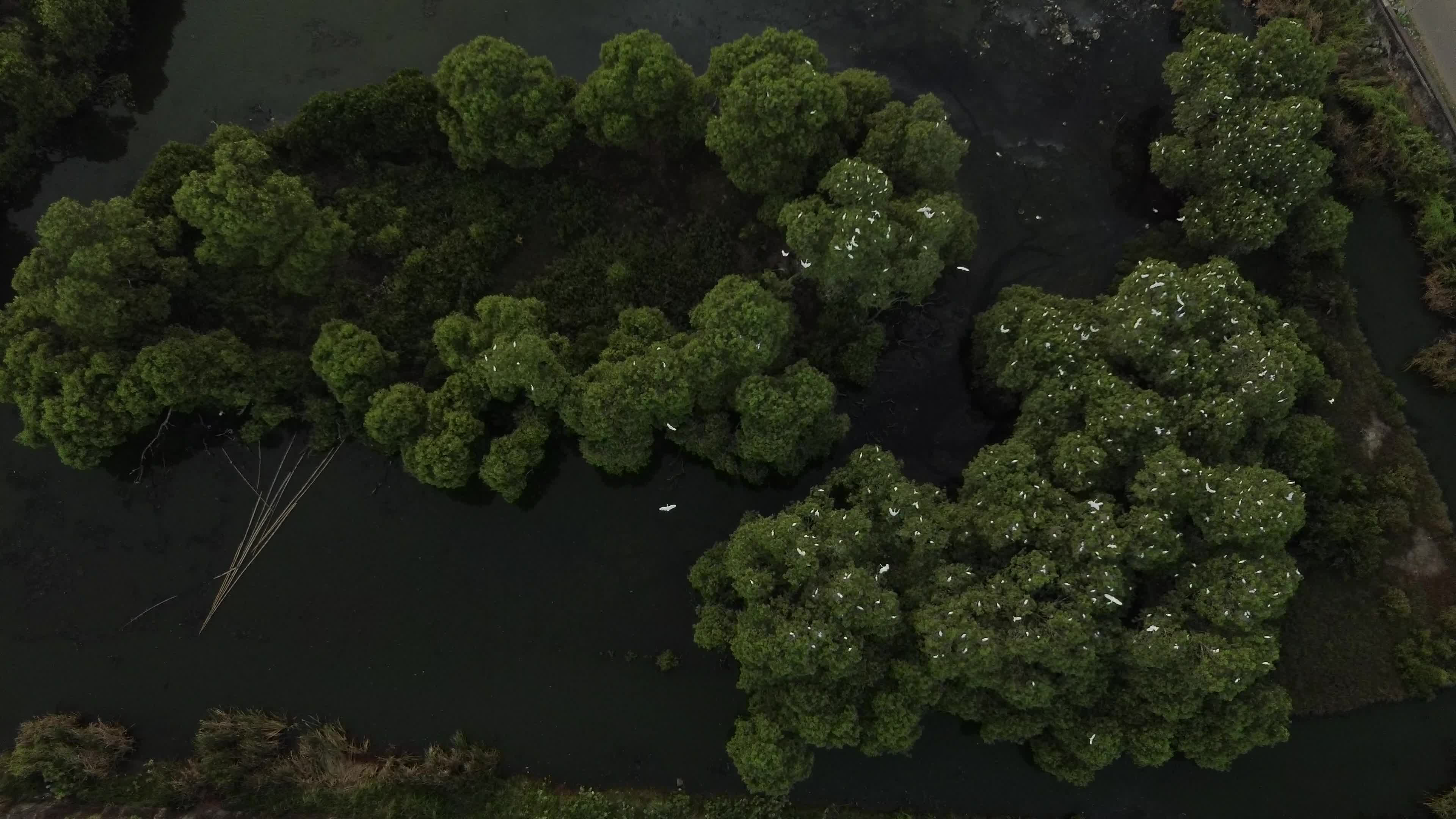 Egrets Flying Over Mangrove Forests in Aceh